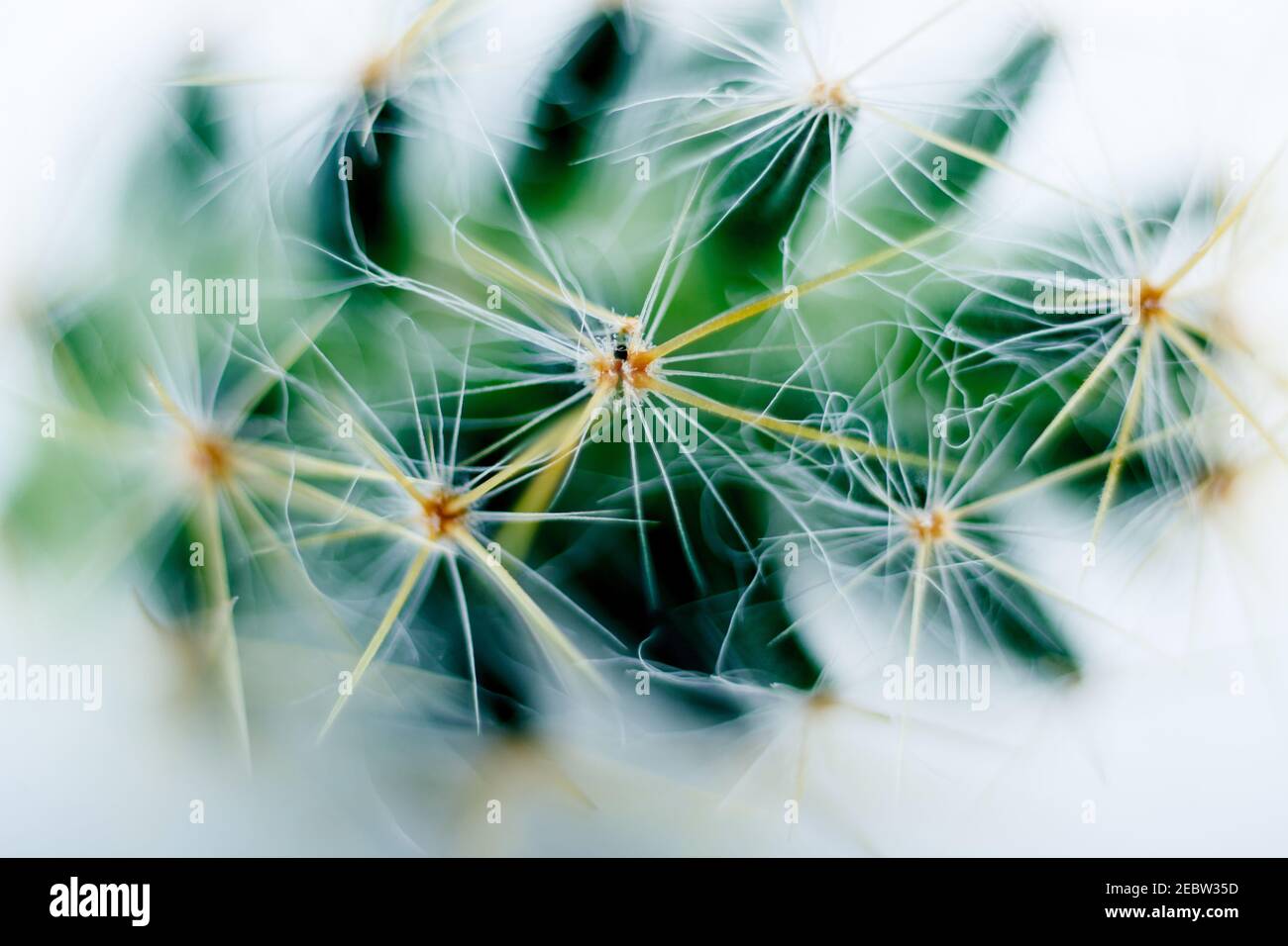 Taraxacum in der Familie Asteraceae, Löwenzahn. Die Gattung stammt aus Eurasien und Nordamerika, sind essbar in ihrer entirety.from Französisch Dent-de-l Stockfoto