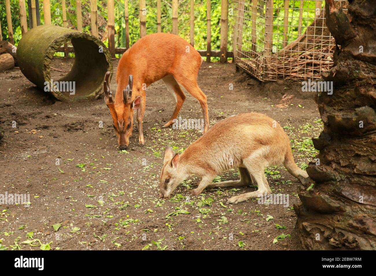 Muntjac Bock Stockfotos Und Bilder Kaufen Alamy