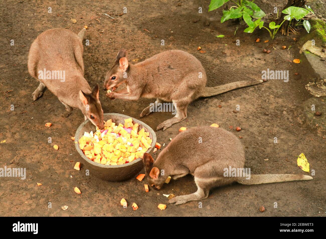 Rothalswallaby auch bekannt als Bennett's Wallaby, der Früchte isst. Kleine Kangaroo Stockfoto