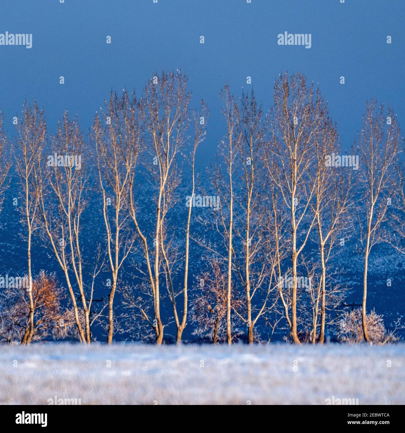 USA, Idaho, Bellevue, Bäume in Winterlandschaft Stockfoto