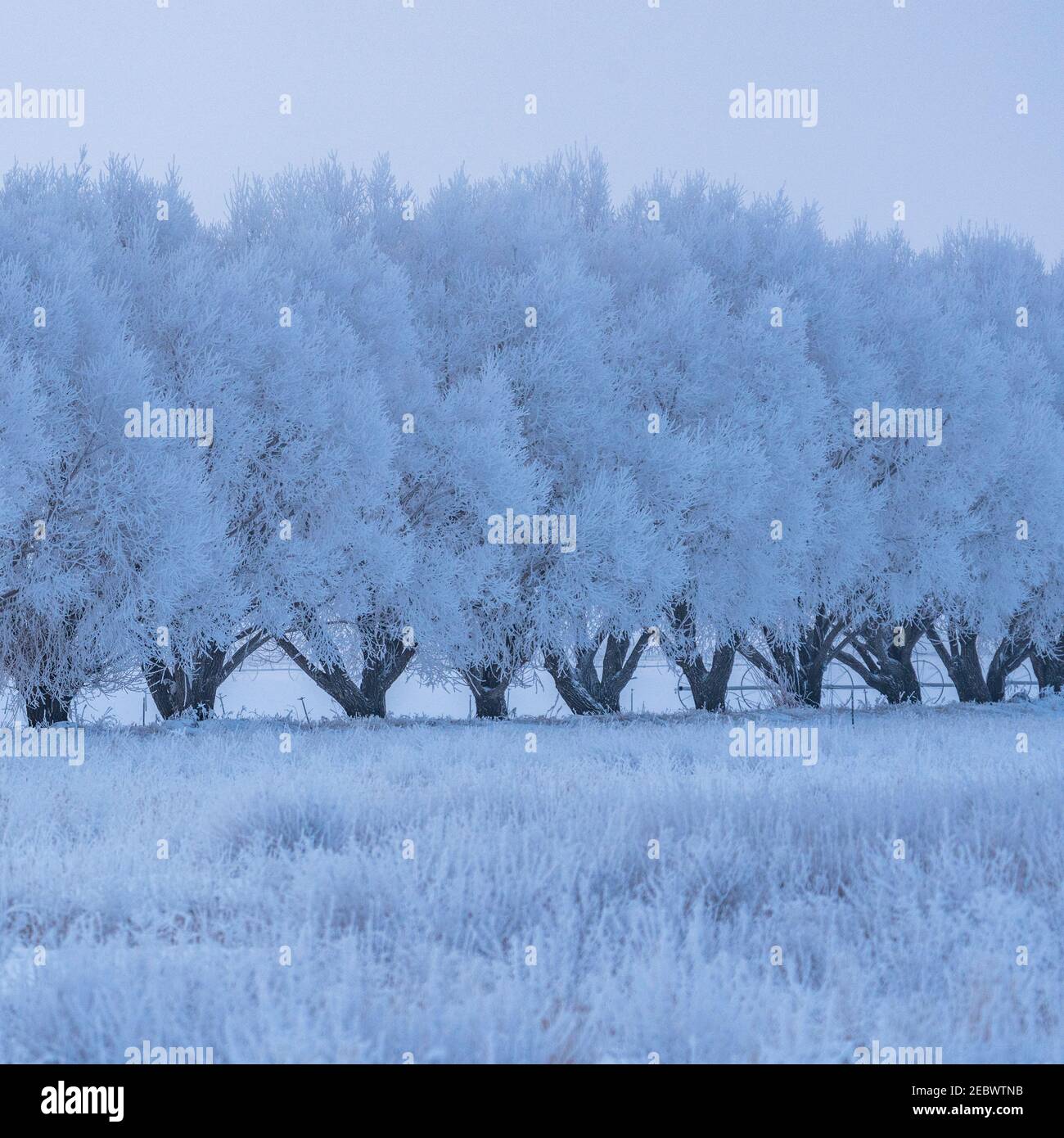 USA, Idaho, Bellevue, Winterlandschaft mit einer Reihe von Milchbäumen Stockfoto