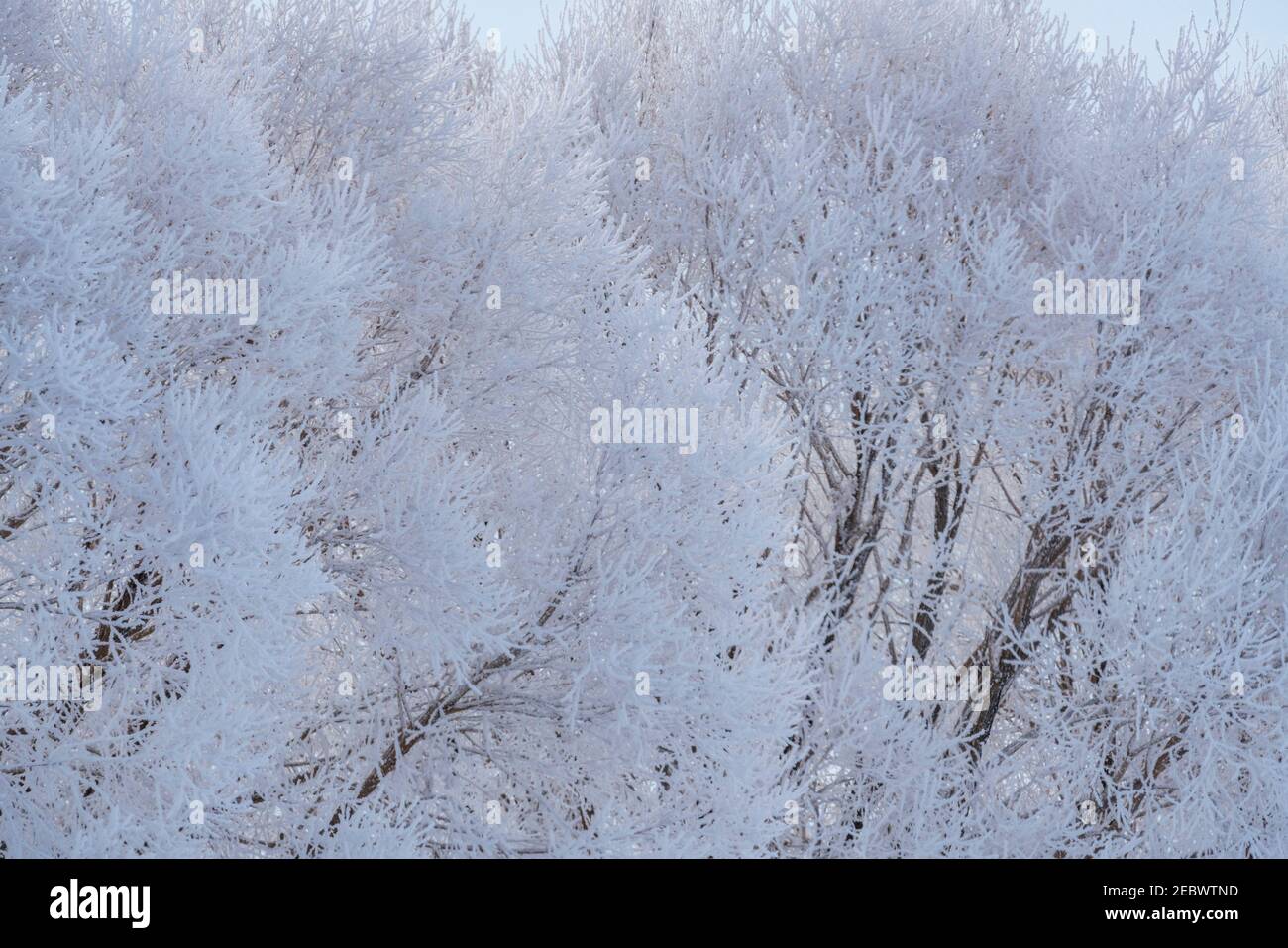 Weiße Milchbäume im Winter Stockfoto