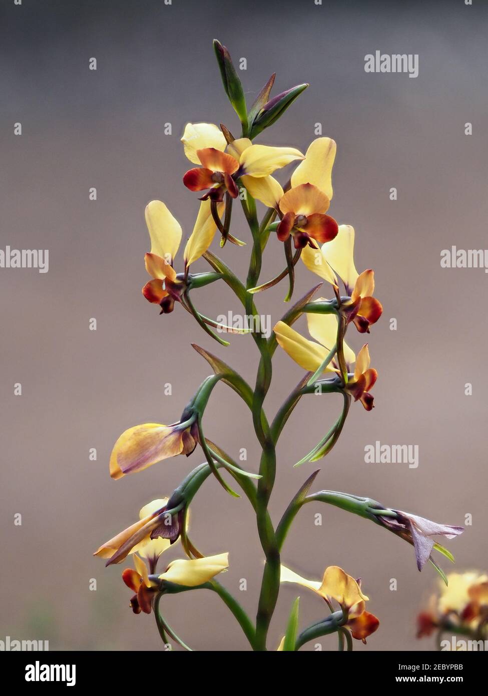 Winter Donkey Orchid (Diuris brumalis), Perth, Australien Stockfoto