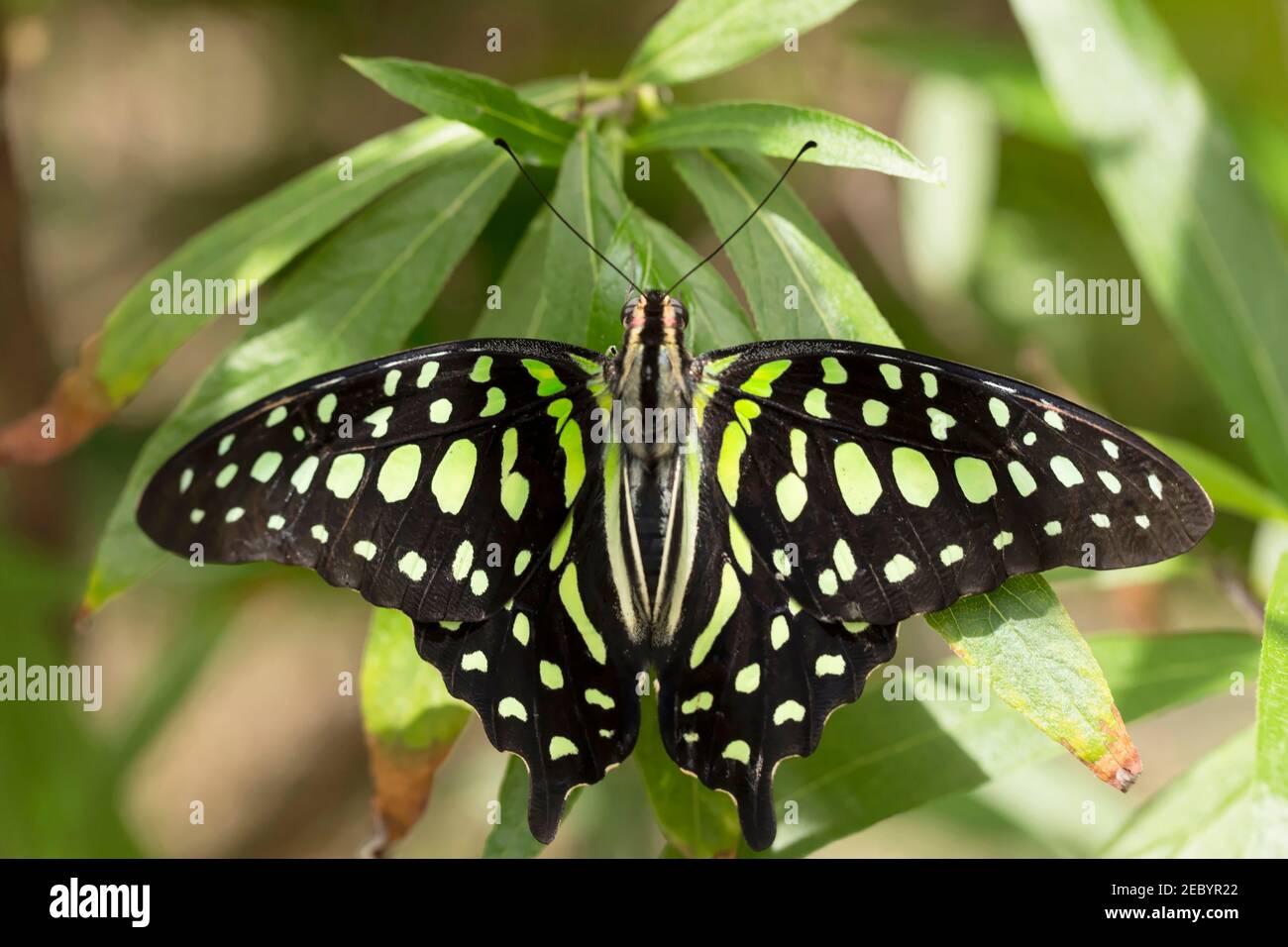 Schwanzhäy Schmetterling, Graphium agamemnon Stockfoto