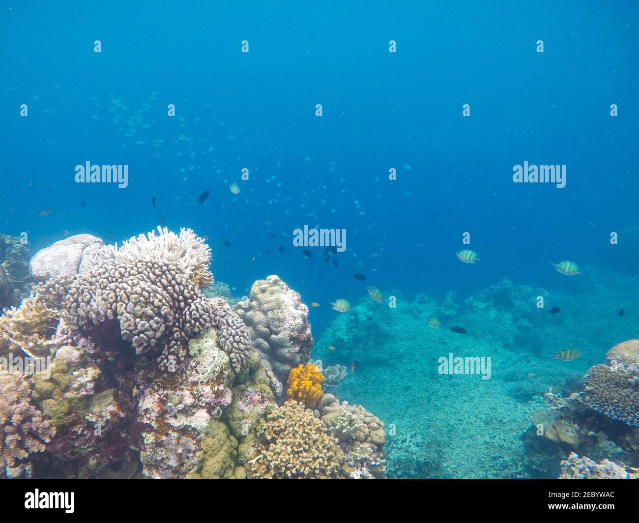 Weiße Korallen auf tropischem Meeresgrund. Blaues Meerwasser und Korallenriff. Korallenrifftiere. Exotische Insel Lagune Schnorcheln und Tauchen. Tropische Küste U Stockfoto