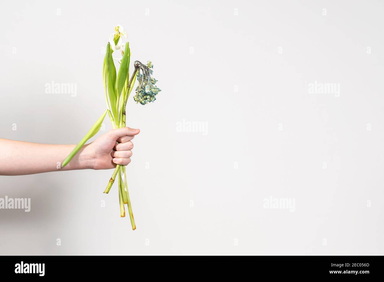 Die Hand des Mannes hält einen Strauß verwelkter Blumen aus. Trennungskonzept. Layout mit Platz für Text Stockfoto