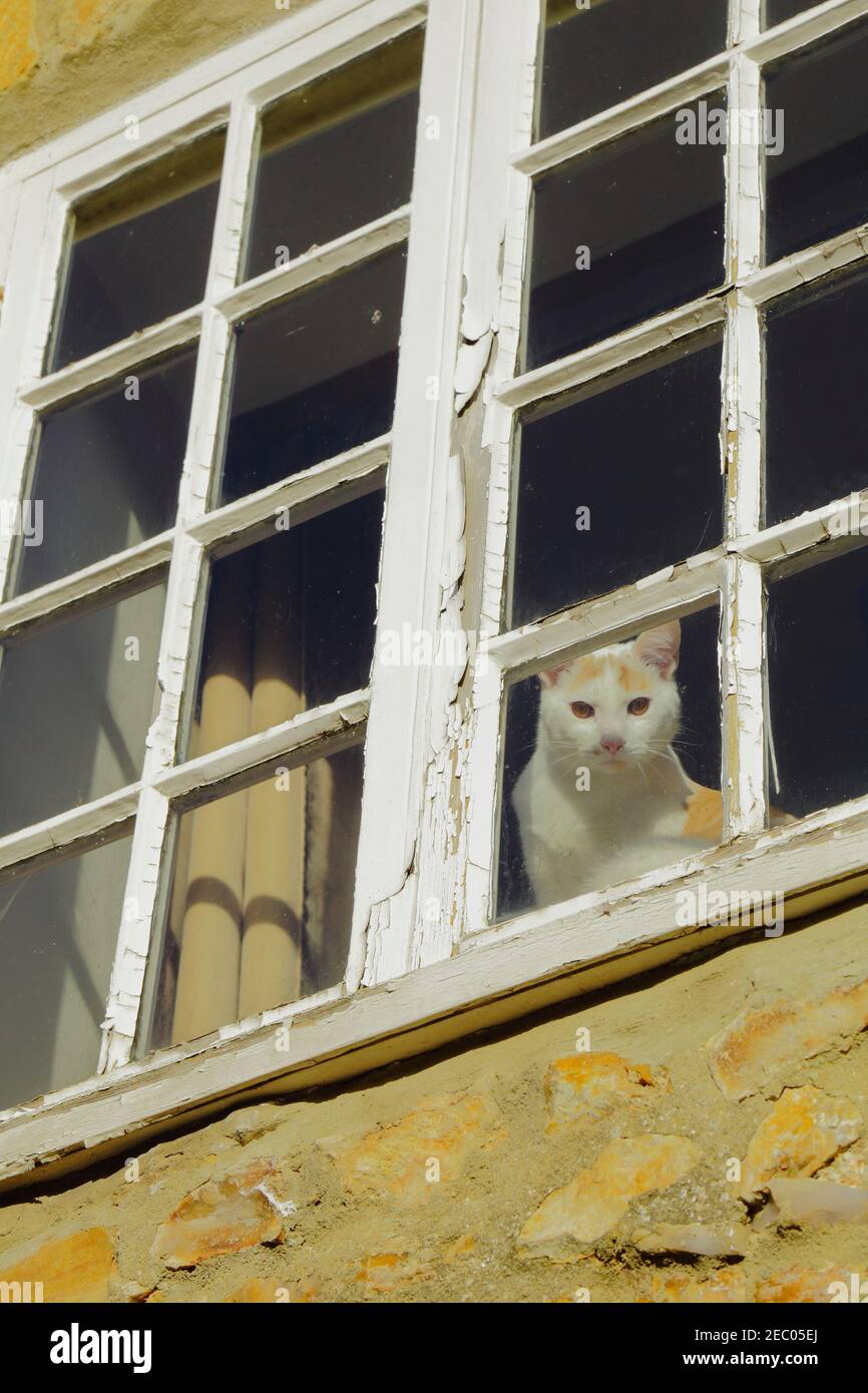 Hauskatze schaut durch das Fenster Stockfoto