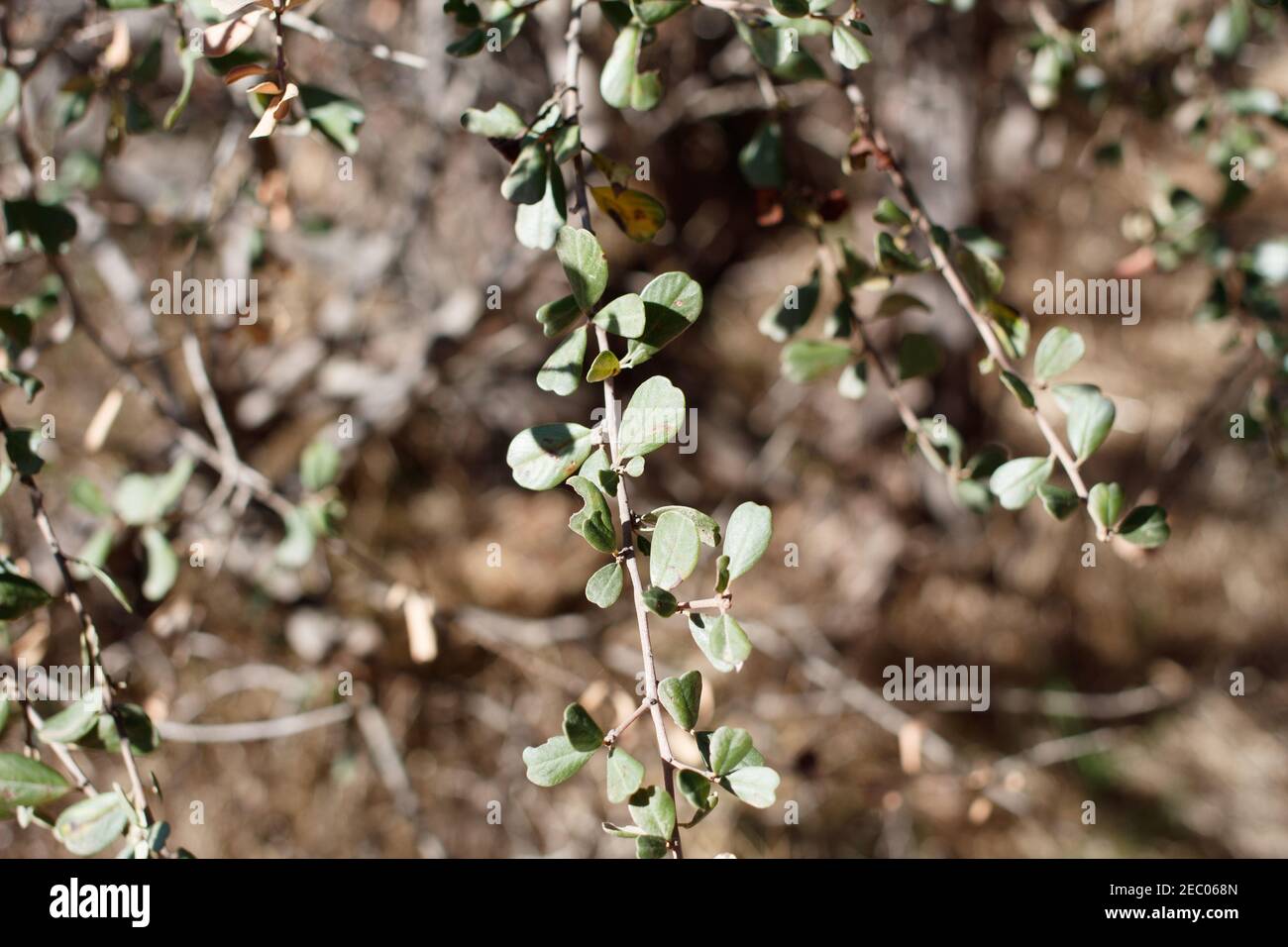 Distal emarginate oblanceolate vollständig marginierte Blätter, Bigpod Buckbrush, Ceanothus Megacarpus, Rhamnaceae, einheimischen Strauch, Topanga State Park. Stockfoto