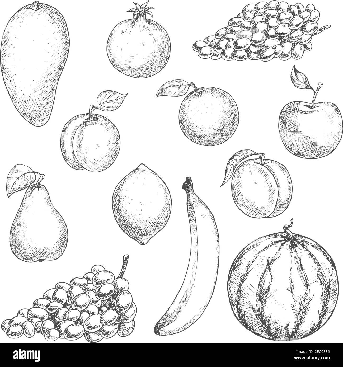 Aroma Mango und erfrischende Orange, süße Banane und saftige Zitrone, Pfirsich und Wassermelone, Traube und knackiger Apfel, reife Birne, Aprikose und Granatapfel fru Stock Vektor