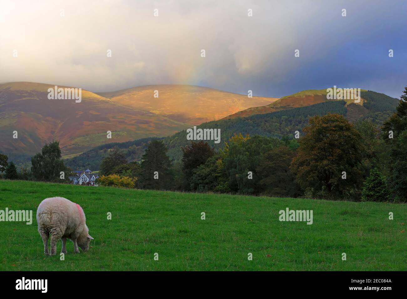 Schafe grasen in Crow Park mit Blick auf Latrigg und Die unteren Hänge von Skiddaw Getty 457426585 Stockfoto
