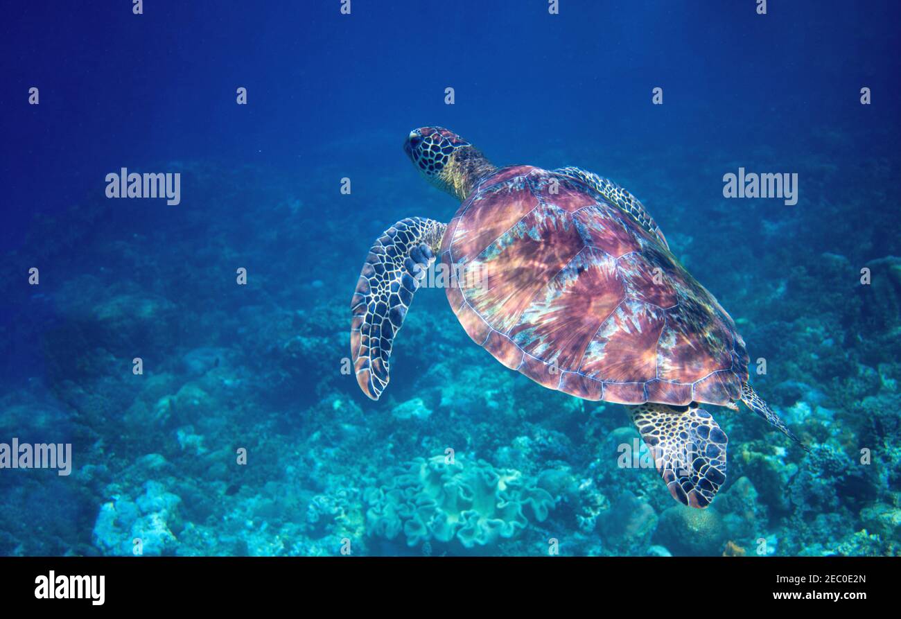 Meeresschildkröte schwimmt im blauen Meerwasser. Wilde grüne Meeresschildkröte Nahaufnahme. Tropische Korallen ree Tierwelt. Schildkröte unter Meer. Tropisches Meeresökosystem. Big turt Stockfoto