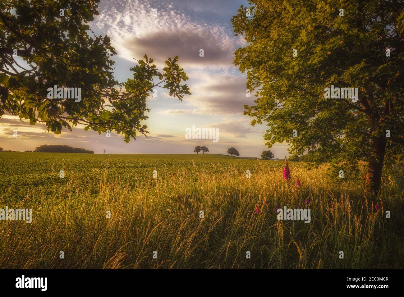 Wunderschöne Sommerszenen im britischen Farmland Stockfoto