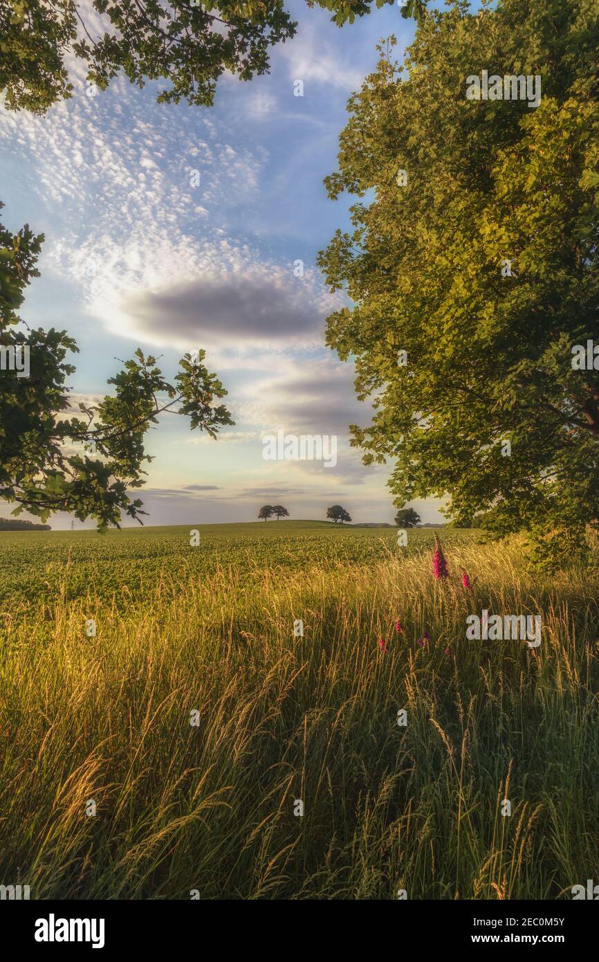 Wunderschöne Sommerszenen im britischen Farmland Stockfoto