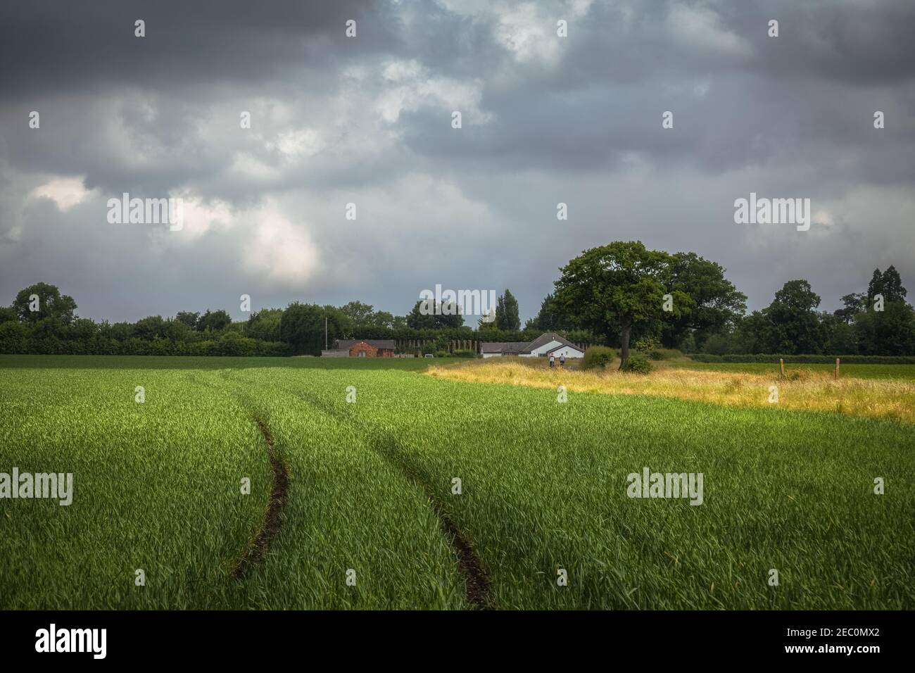 Wunderschöne Sommerszenen im britischen Farmland Stockfoto