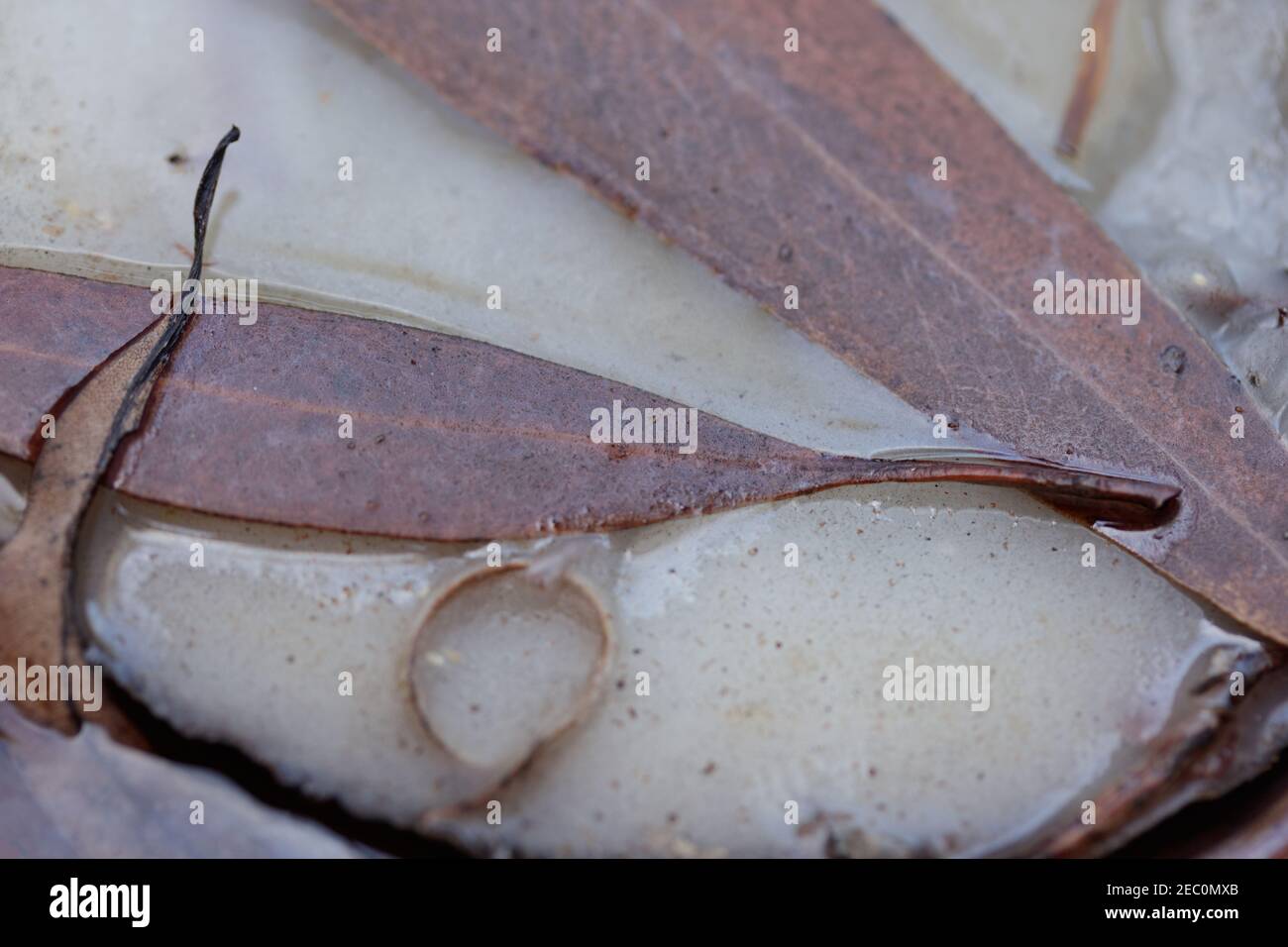 Trockene Blätter klebten nach Regen an einer Kerze im Freien. Als Hintergrund mit Kopierbereich, selektiver Fokus verwenden Stockfoto