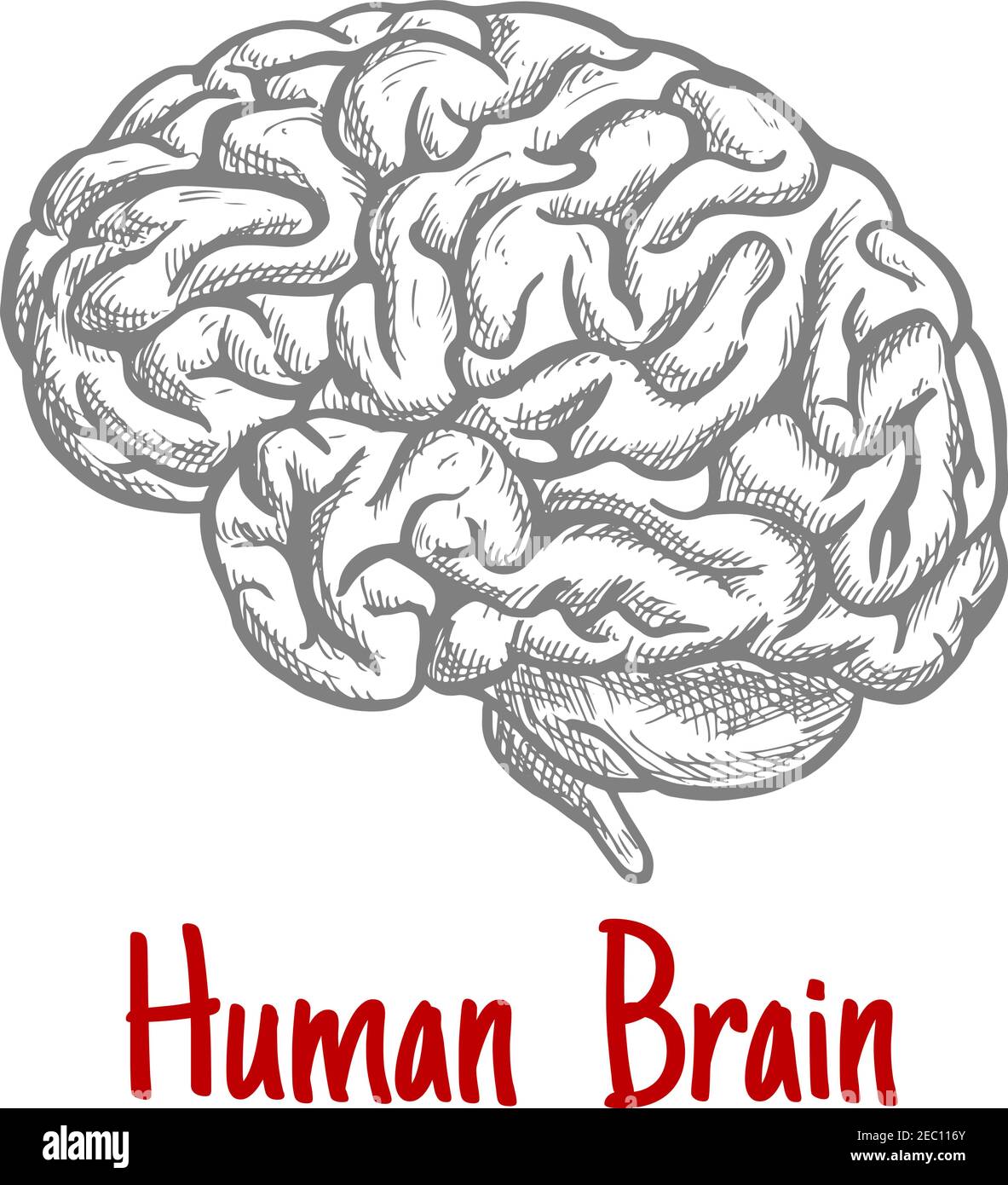 Vintage Gravurskizze des menschlichen Gehirns mit anatomisch detailliertem Hirnstamm und Hinterhirn. Medizin, Wissenschaft oder Brainstorming Konzept Stock Vektor