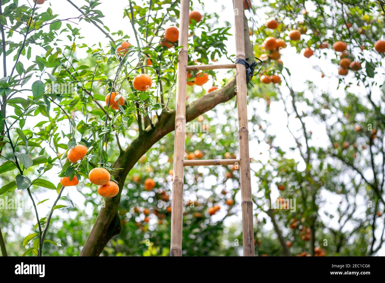 Reifen Mandarinen auf Bäumen, Lai Vung rosa Mandarin in der Provinz Dong Thap, Vietnam Land, Mekong Delta, Bauernhof Stockfoto