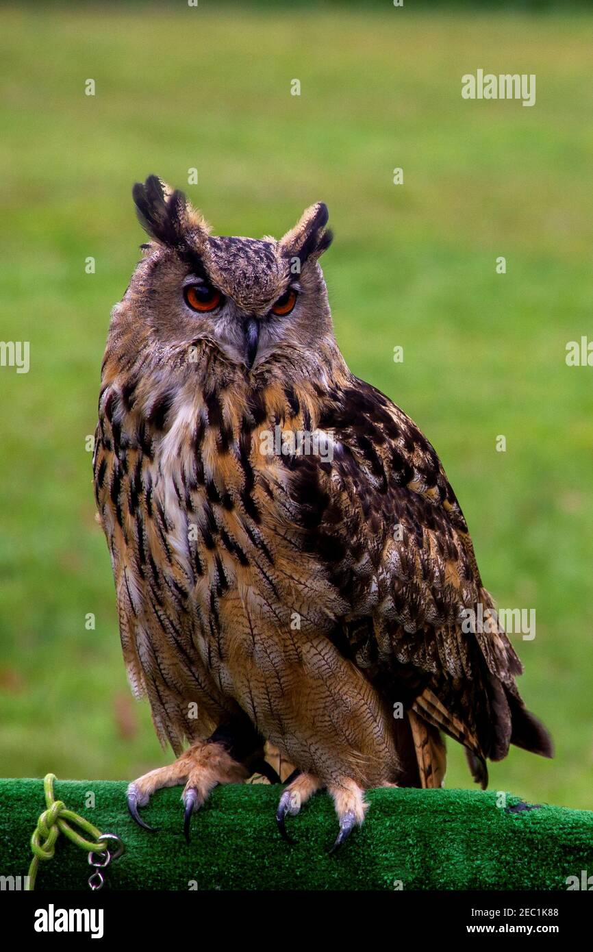 Ein Nahaufnahme-Porträt einer eurasischen Adlereule, die während einer Vogelschau auf einem Holzständer sitzt, der mit Kunstgras bedeckt ist. Der nachtaktive Raubvogel schaut Stockfoto