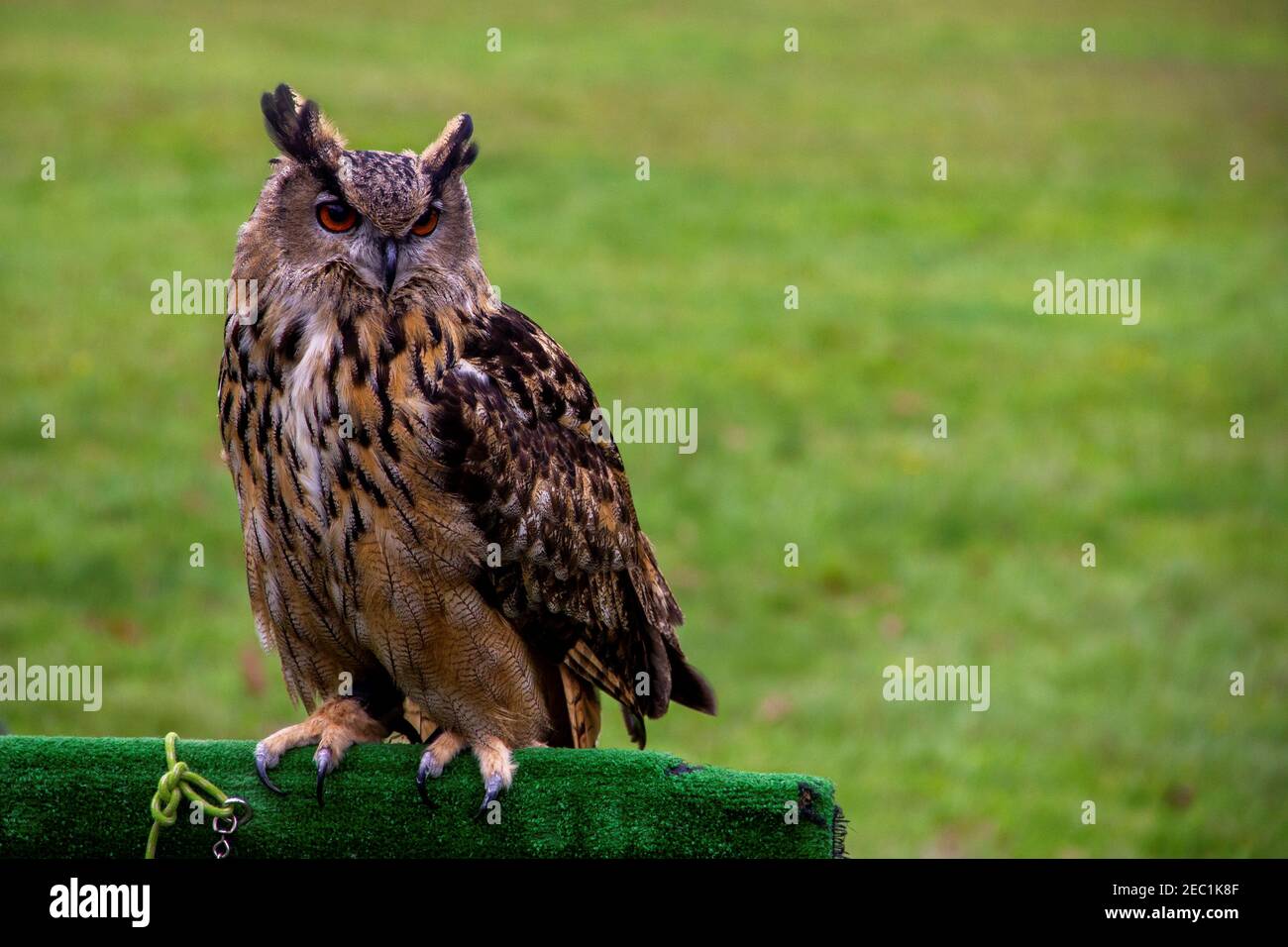 Ein Porträt einer eurasischen Adlereule, die während einer Vogelschau auf einem Holzständer sitzt, der mit Kunstgras bedeckt ist. Der nachtaktive Raubvogel schaut sich um Stockfoto