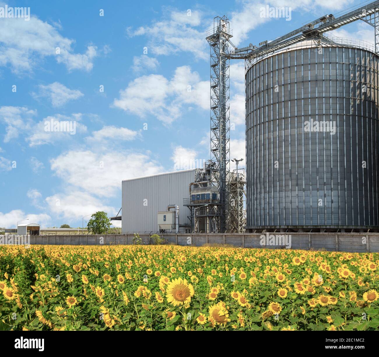 Landwirtschaftliche Silos - Außen, Lagerung und Trocknung von Getreide, Weizen, Mais, Soja, Sonnenblume gegen den blauen Himmel mit Sonnenblumen. Stockfoto