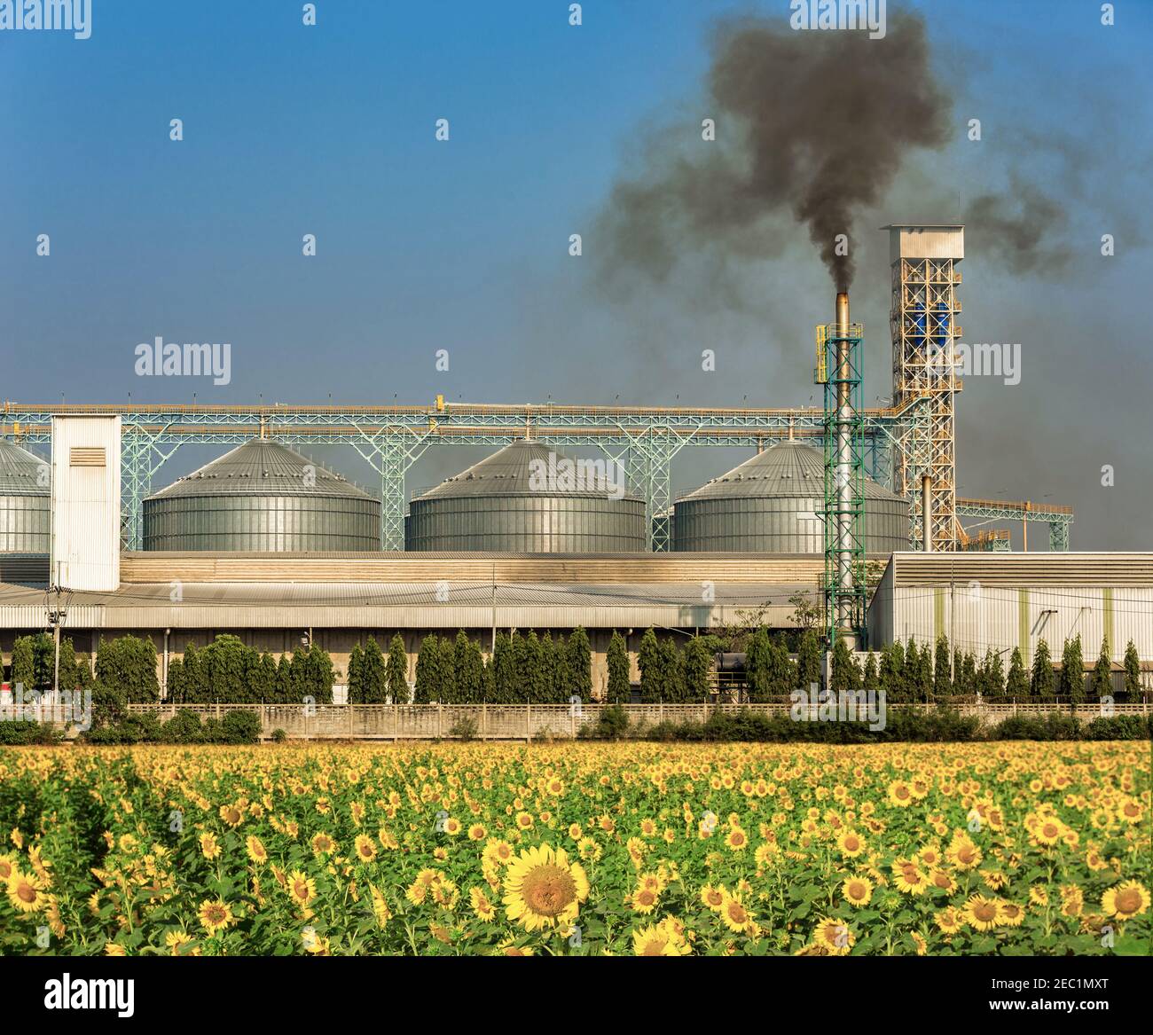 Landwirtschaftliche Silos mit dichtem Rauch von Rohremissionen Verschmutzung in die Atmosphäre. Stockfoto