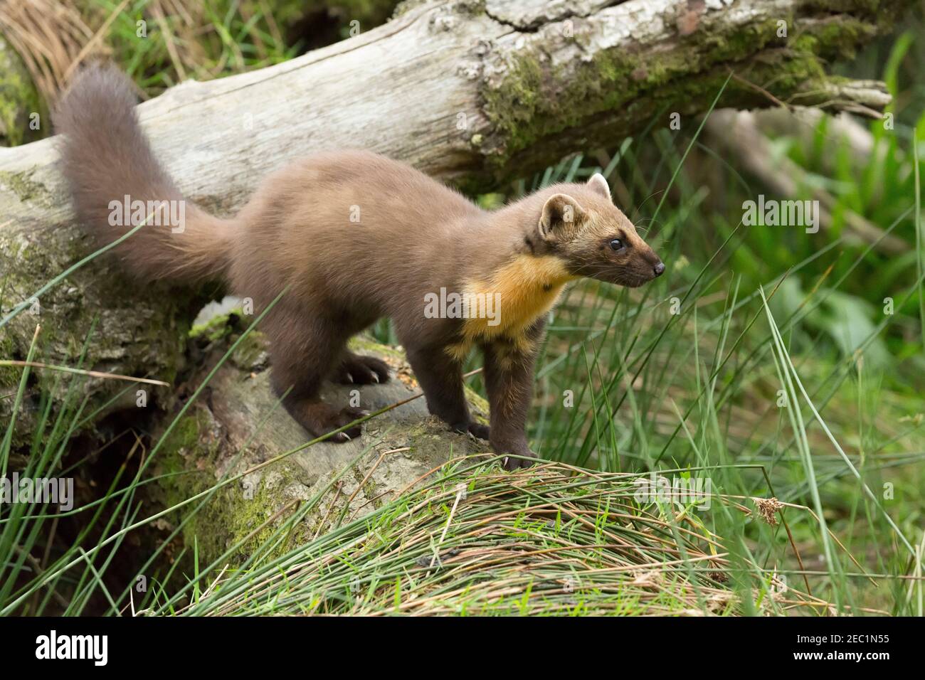 Europäischen Baummarder, Martes martes Stockfoto