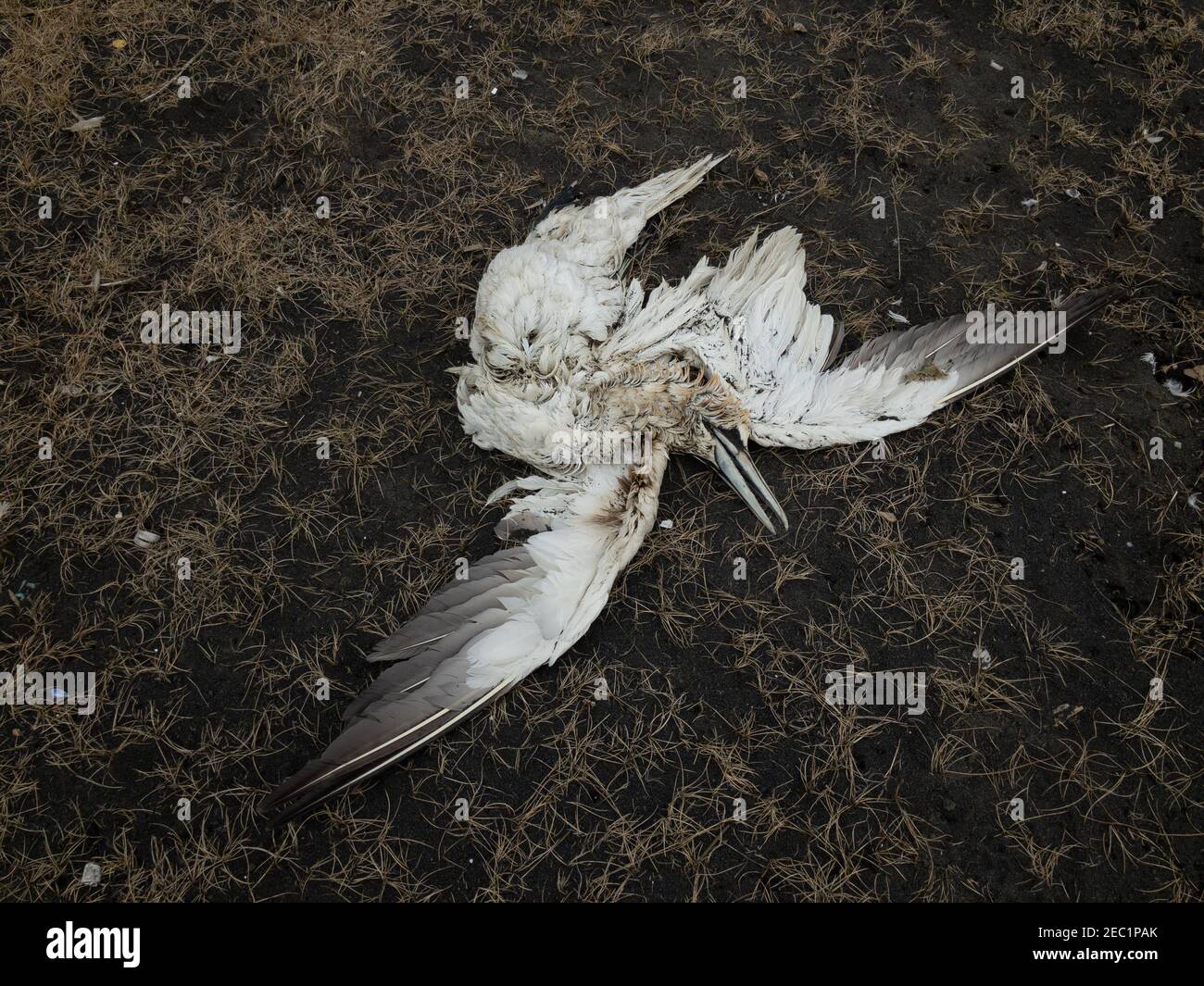 Lange toter Reiher, der am schwarzen Strand lag und seine Flügel auf dem Boden ausgebreitet hatten, möglicherweise tot durch Plastikverschmutzung, da es viel Plastik gab. Stockfoto