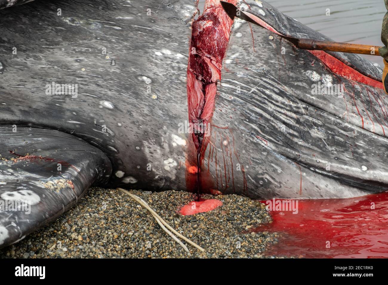 Kadaver des getöteten Wals mit der durchgeschnittenen Kehle, aus der das Blut fließt. Stockfoto