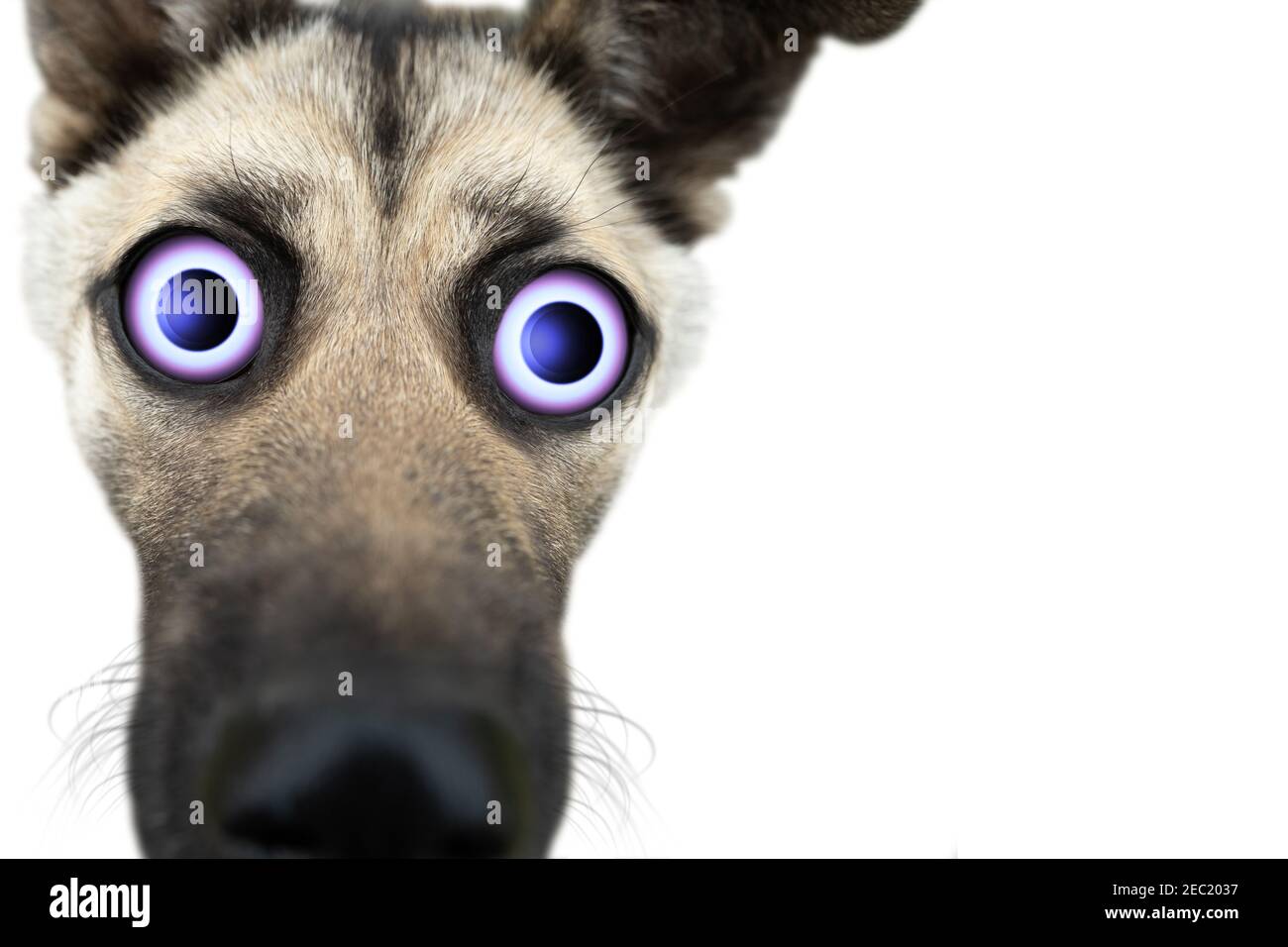 Schnauze eines Hundes Nahaufnahme mit großen künstlichen Augen. Isolieren. Stockfoto