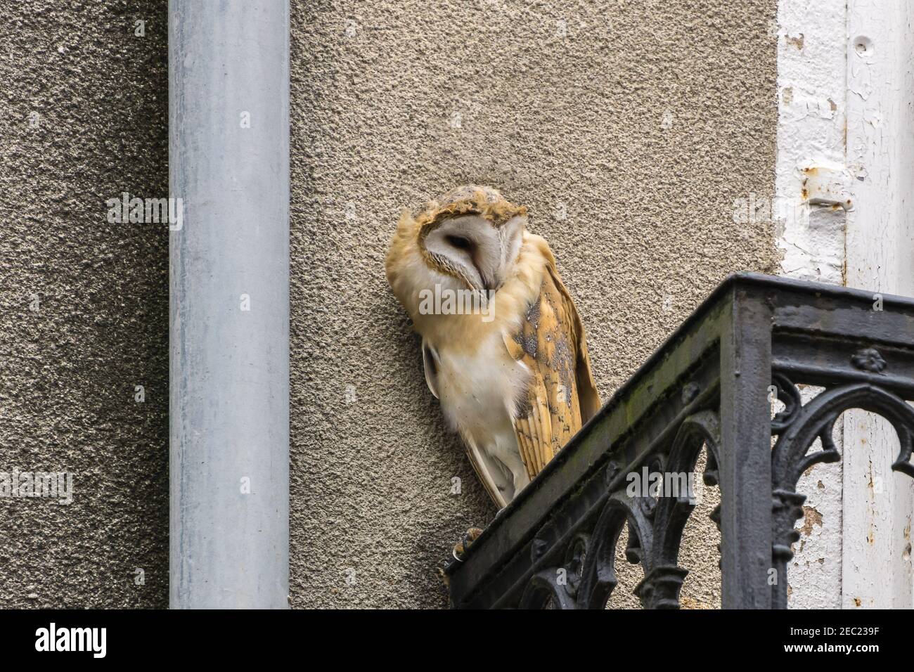 Kreischeule Tyto alba auf dem Balkon eines alten Gebäudes In der Stadt und seitwärts schauen Stockfoto