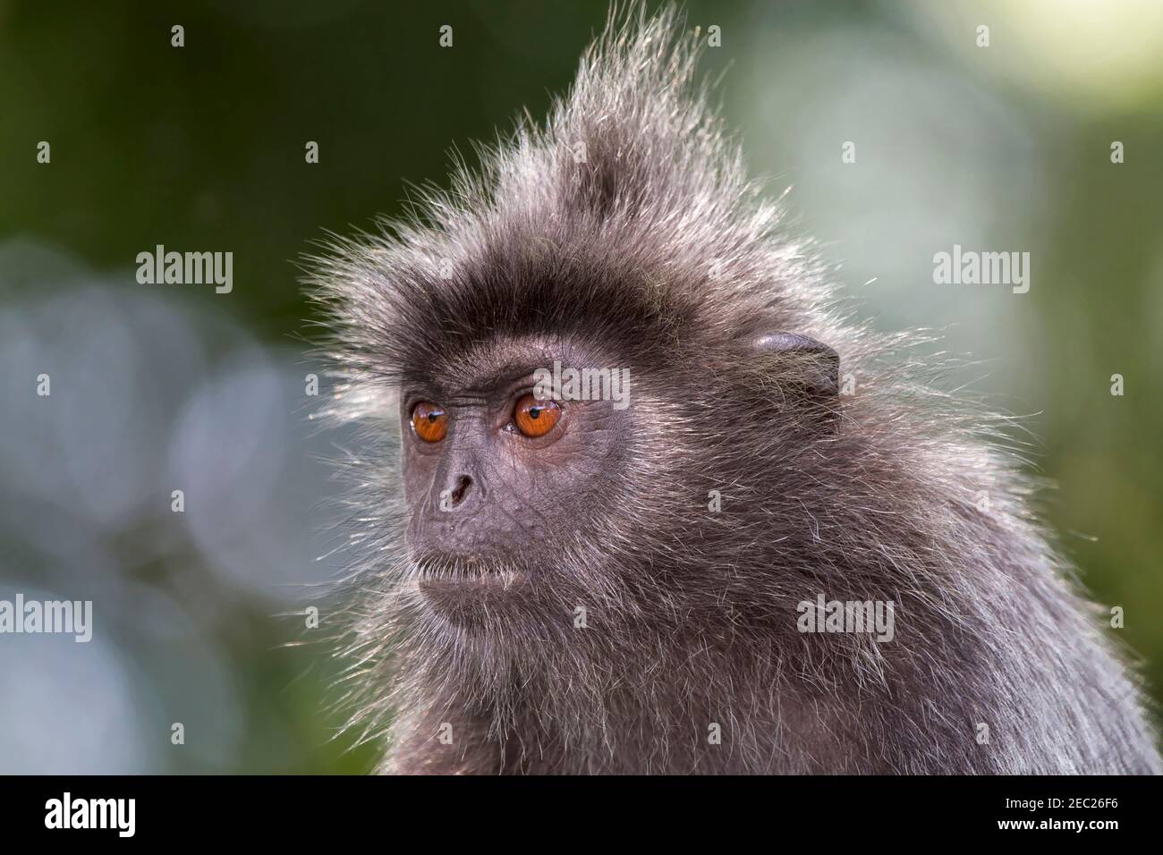 Silberne lutung (Trachypithecus cristatus (selangorensis oder cristatus). Silbrige Languren sind arboreale, tagtägliche, Pflanzenfresser, die in Küstenwäldern leben. Stockfoto