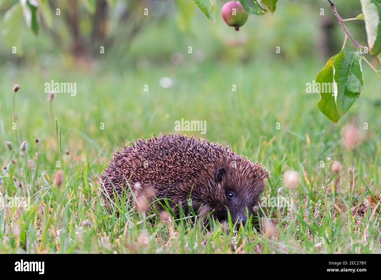 Igel sitzt im grünen Gras und schaut gerade, Hintergrund für Kopierraum Stockfoto