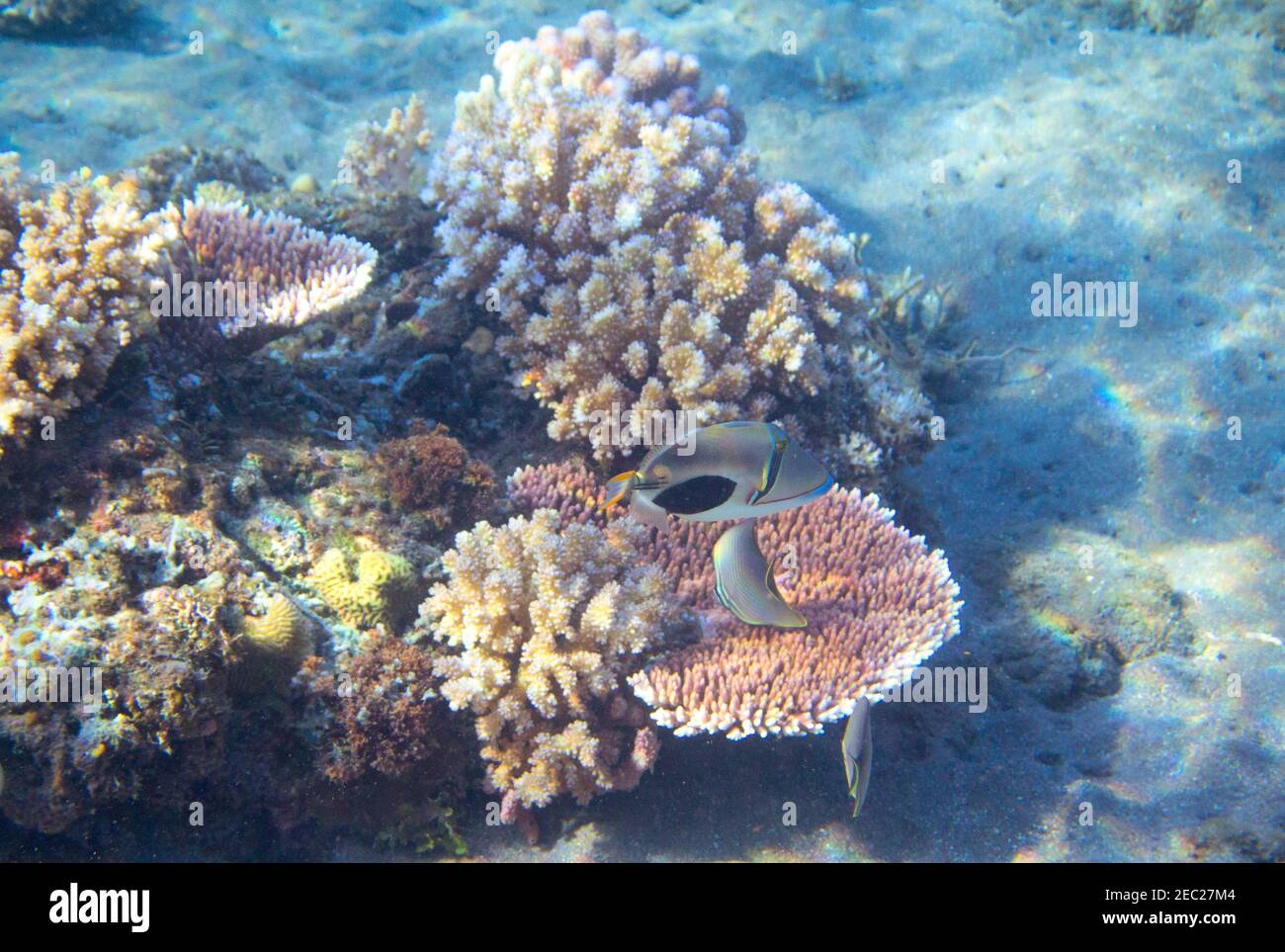 Tropische Küste Unterwasserlandschaft Foto. Sonniges Korallenriff. Korallenriff Meereslandschaft. Schnorcheln oder Tauchen. Unterwasser-Ansicht Banner Vorlage. Seaside Summ Stockfoto