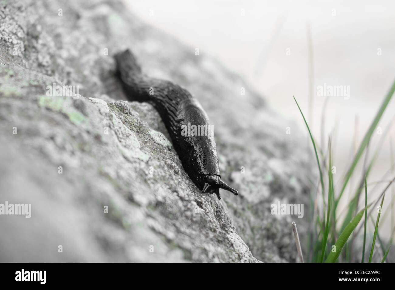 Schwarze Schnecke, die sich langsam über einen Felsen bewegt Stockfoto