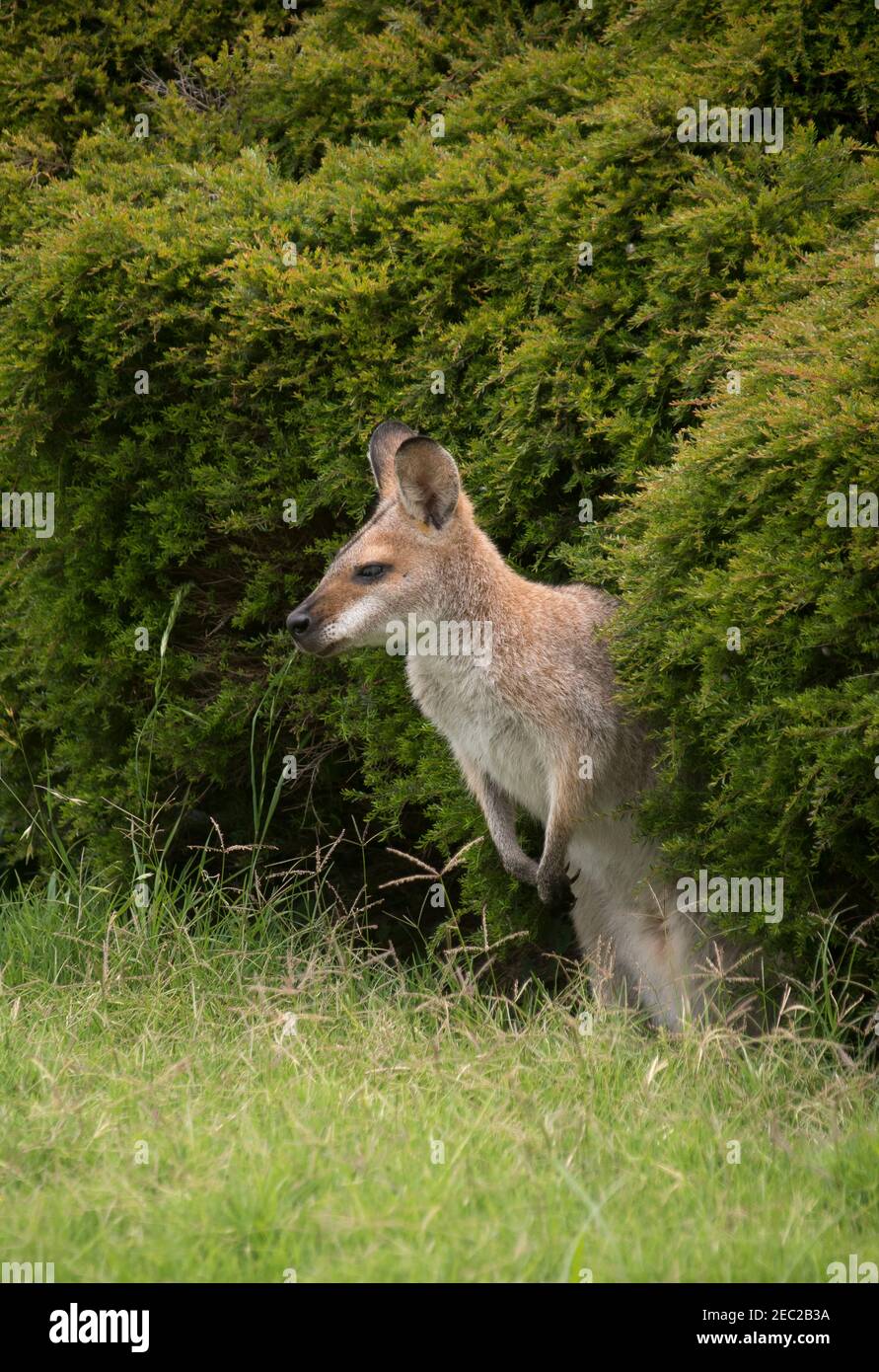 Rothalswallaby (Macropus rufograiseus), Bennetts Wallaby, taucht aus seinem Versteck heraus, im Profil und schaut sich um. Queensland, Australien. Stockfoto