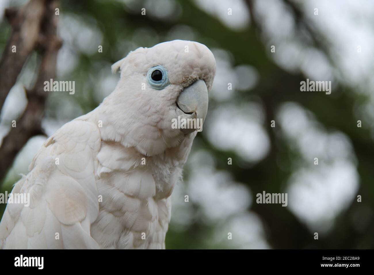 Der Kopf und das Gefieder eines weißen Kakadu-Vogels. Stockfoto