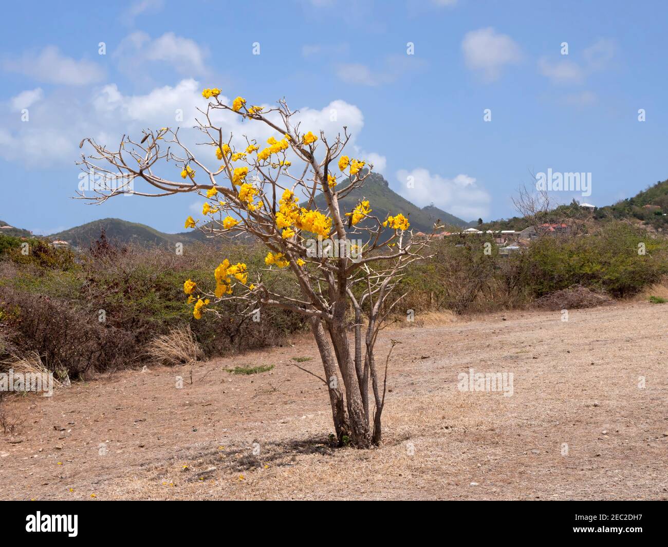 Tabebuia aurea, karibischer Trompetenbaum. Stockfoto