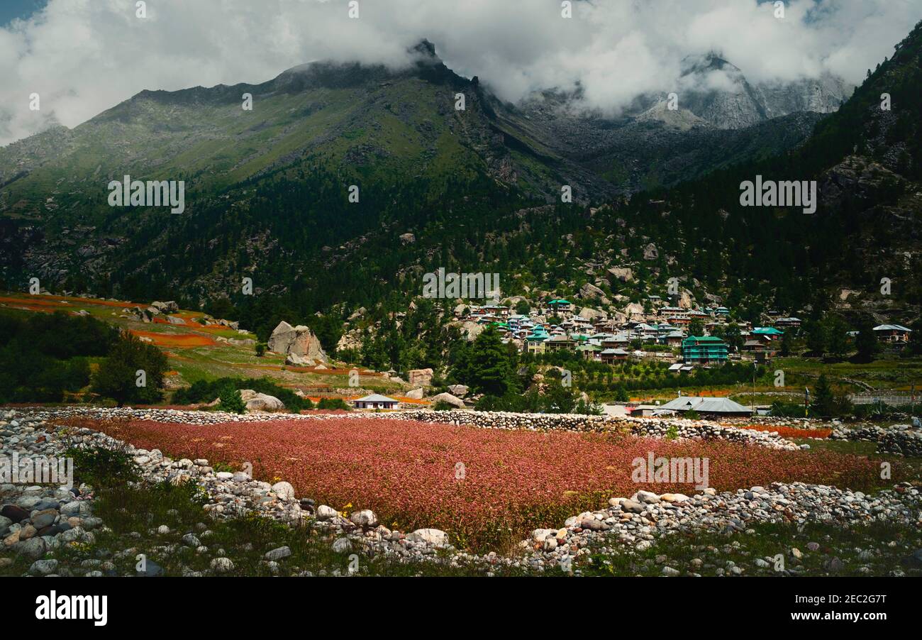 Rackham Dorf umgeben von Pinien und flankiert von Himalaya-Gipfeln und roten olga Ernte und Steinbrocken in Himachal Pradesh, Indien. Stockfoto