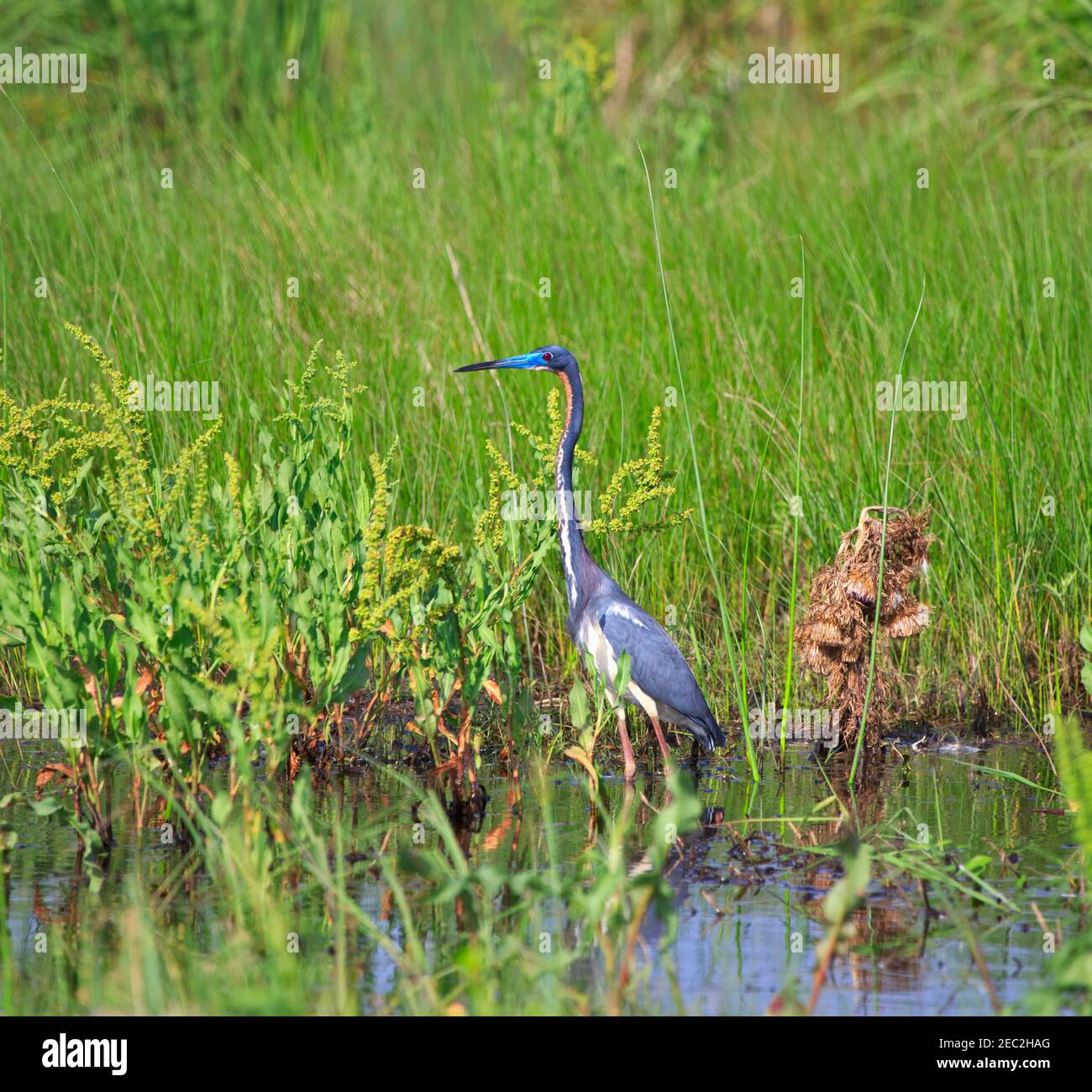 Dreifarbigen Reiher, Egretta Trikolore in der Zucht Gefieder bei Cameron Prairie N.W.R., Louisiana Stockfoto