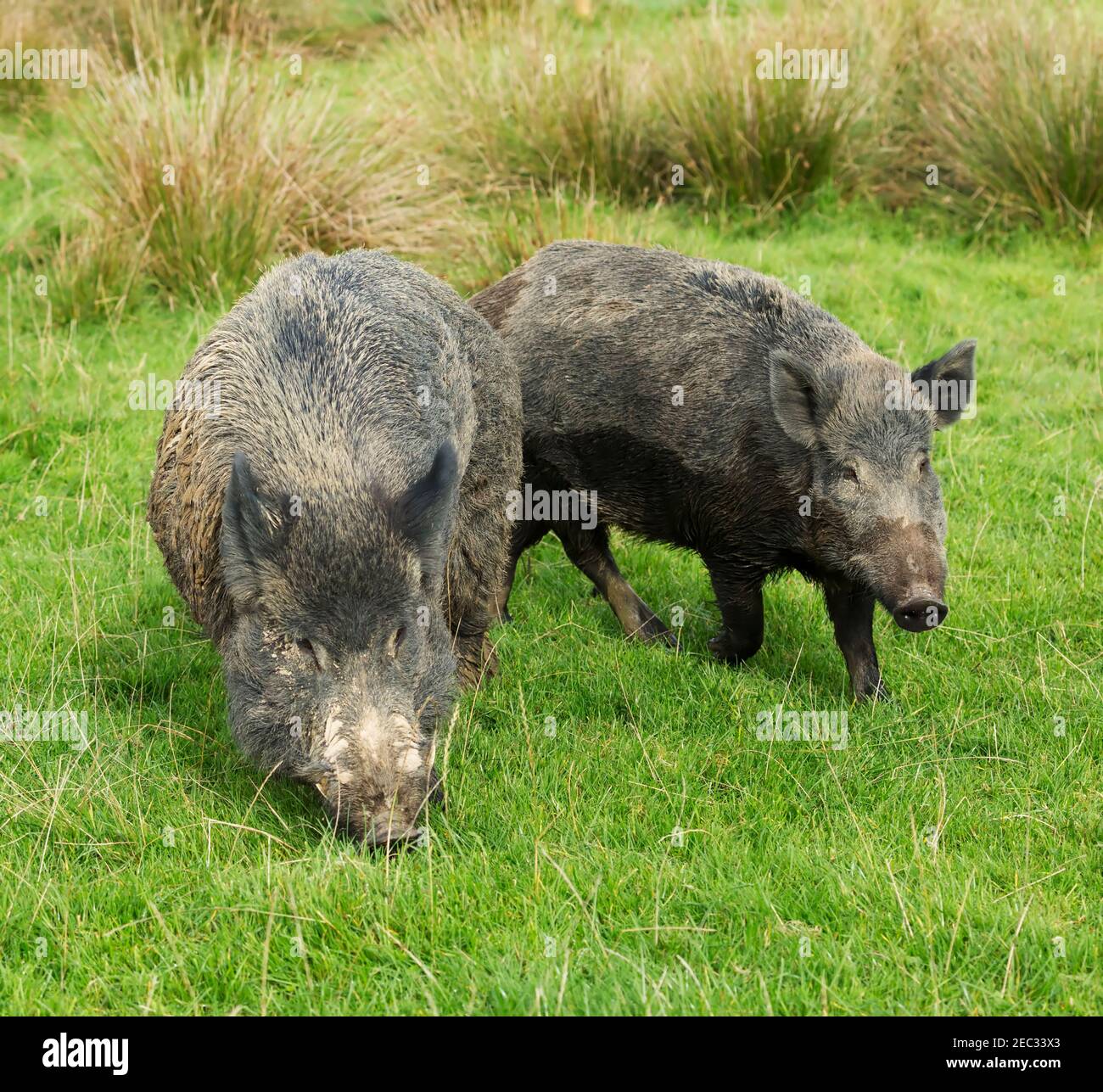 Wildschwein, Sus scrofa, Männchen mit Sau Stockfoto