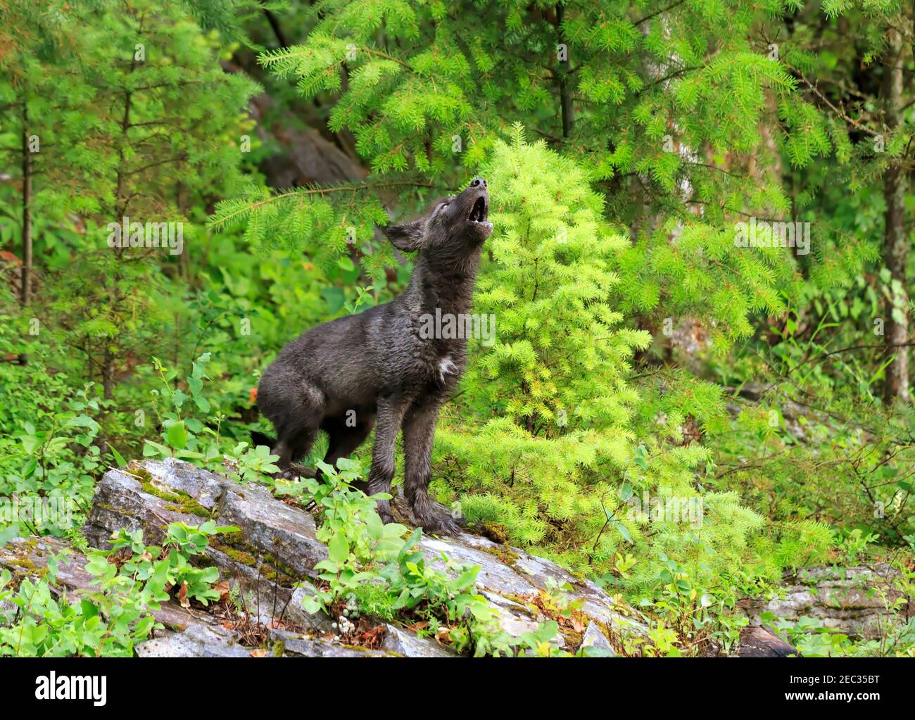 Grauer Wolf Welpen heulend, Canis lupus. Ein grauer Wolf Welpe lernt zu heulen. Stockfoto
