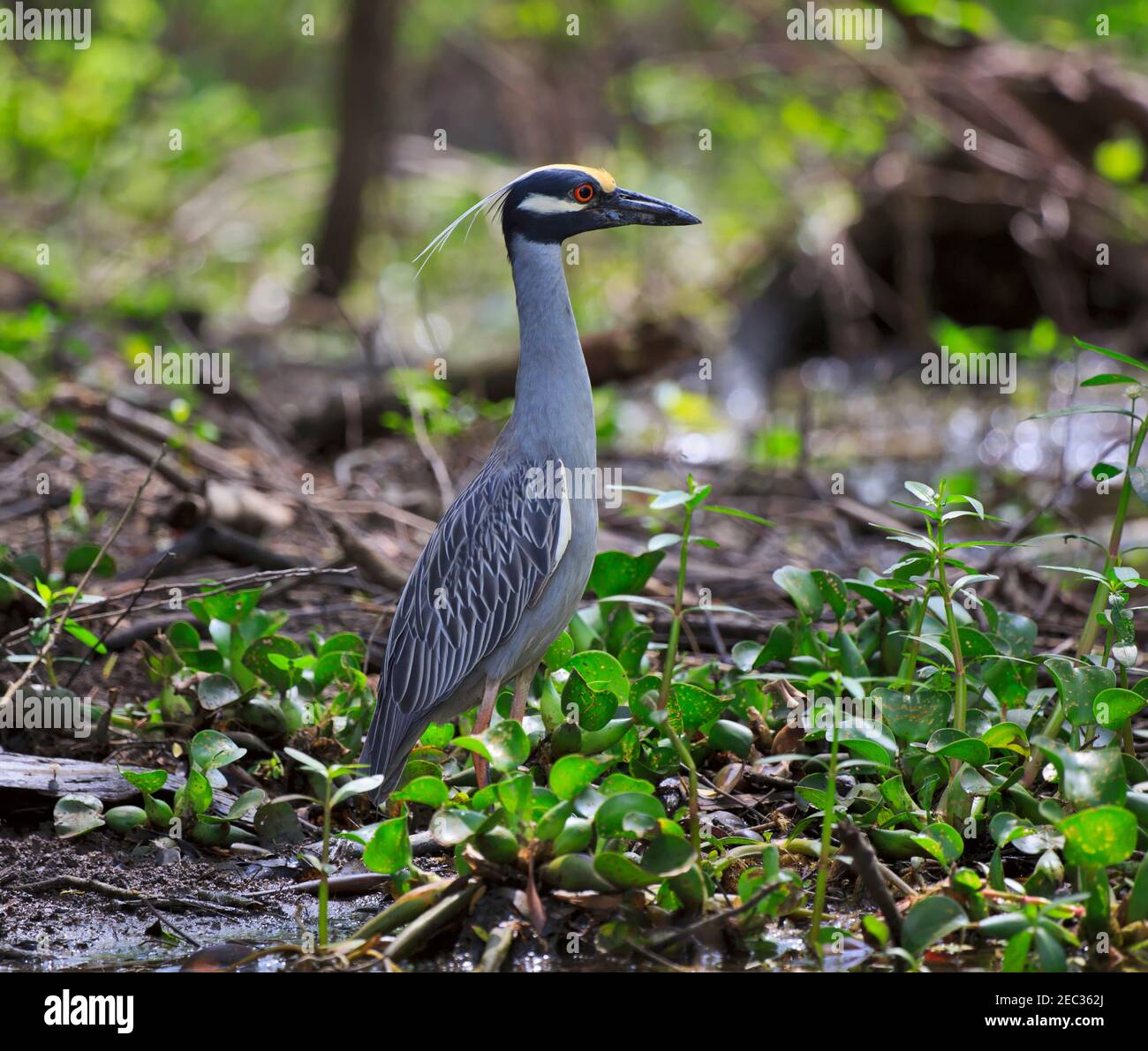 Gelb-gekrönter Nachtreiher, Nyctanassa Violacea in Zucht Gefieder in der Atchafalaya Swamp, Louisiana Stockfoto