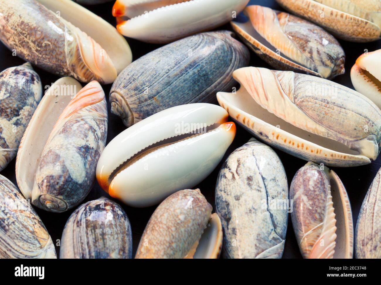 Meeresmuscheln Hintergrund. Kaurie und Olivenschalen aus der Nähe. Banner-Vorlage für Muscheln. Tropische Insel Meeresküste Funde. Exotische Insel Strand Textur. Wa Stockfoto