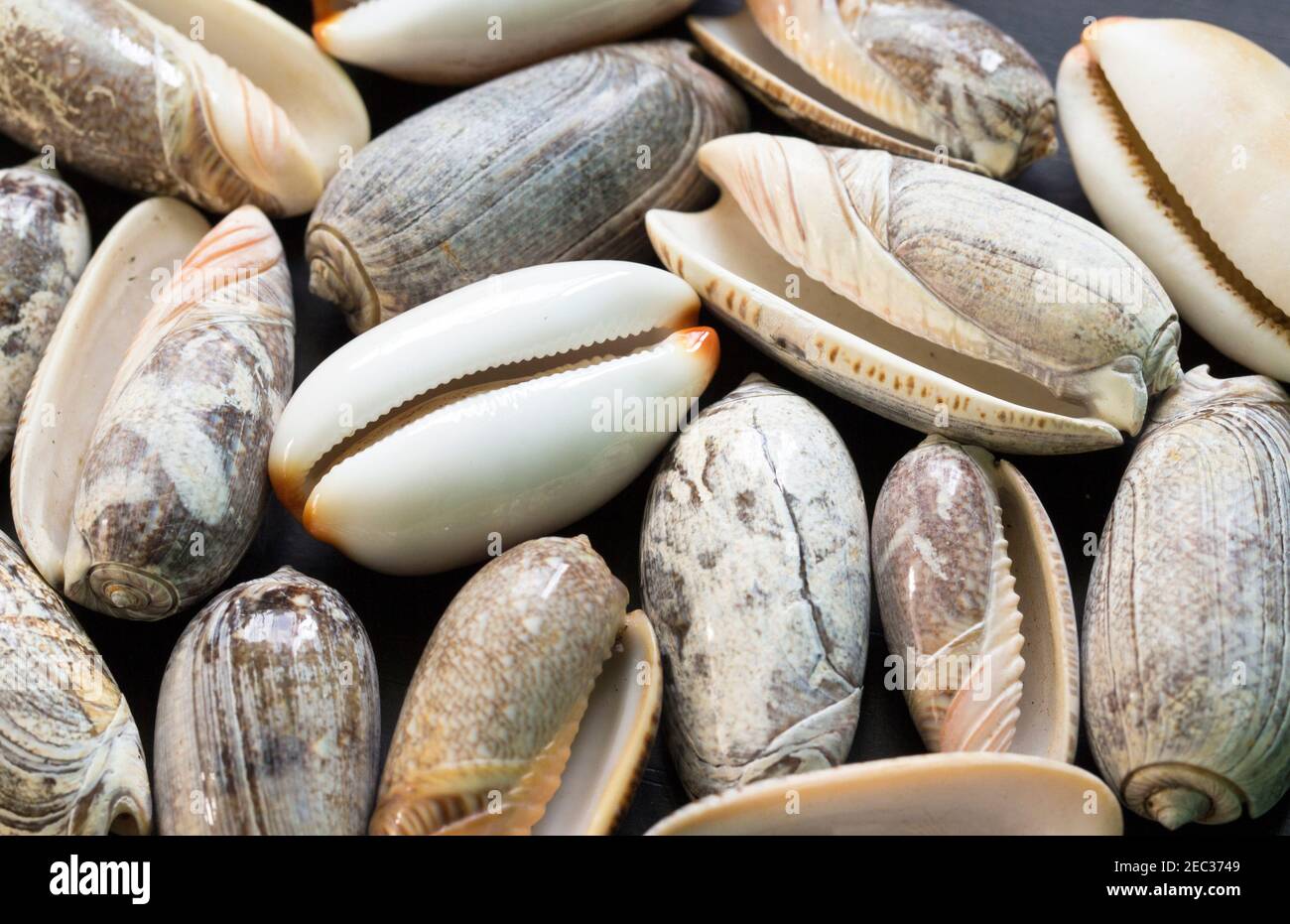 Weiße Kaurischnecke Schale Foto Textur. Nautischer flacher Lay-Hintergrund. Blasse Meeresmuschel mit grauem Ornament. Nahaufnahme der weißen Muschel. Sommerurlaubserinnerungen. E Stockfoto