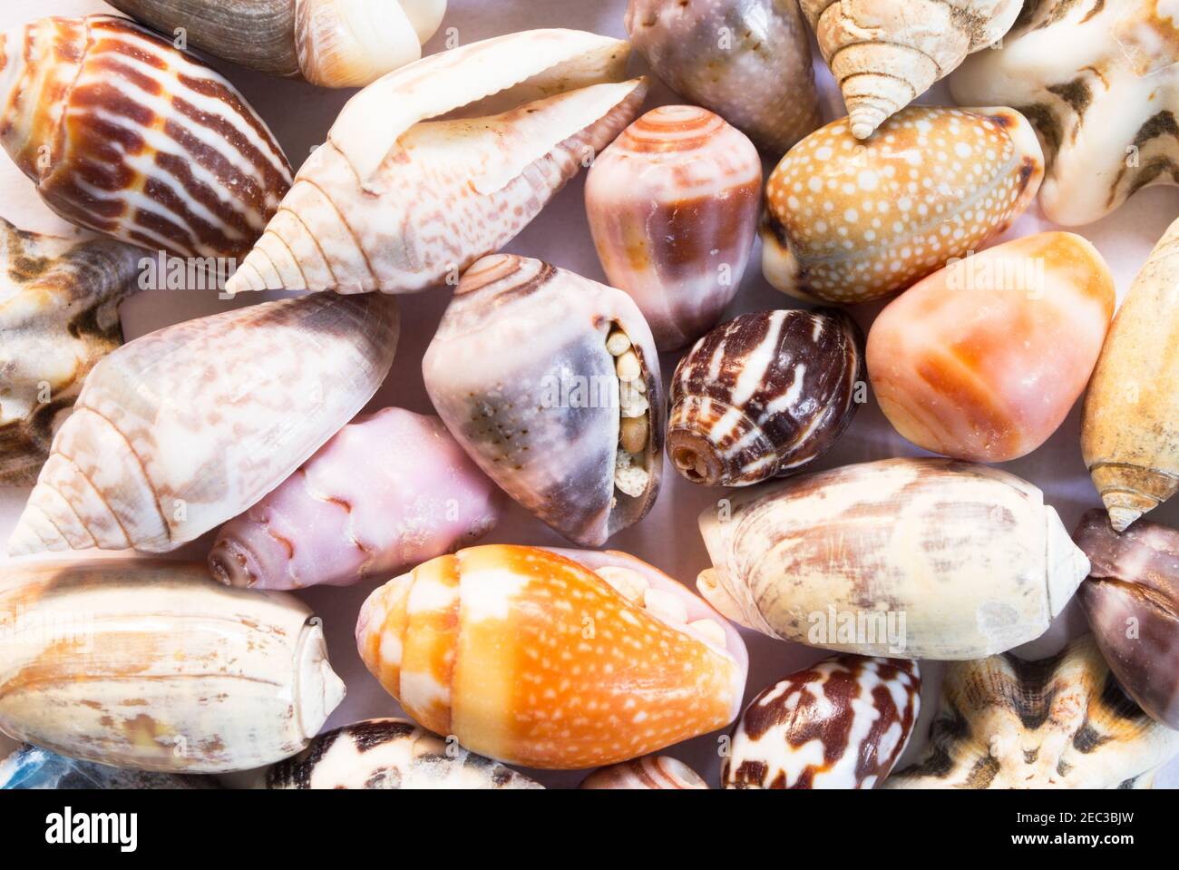 Lebendige Muscheln Hintergrund. Mikroschalen Nahaufnahme. Sea Shell Banner-Vorlage. Entdeckung der tropischen Insel am Meer. Exotische Insel Strand Textur. Warm se Stockfoto