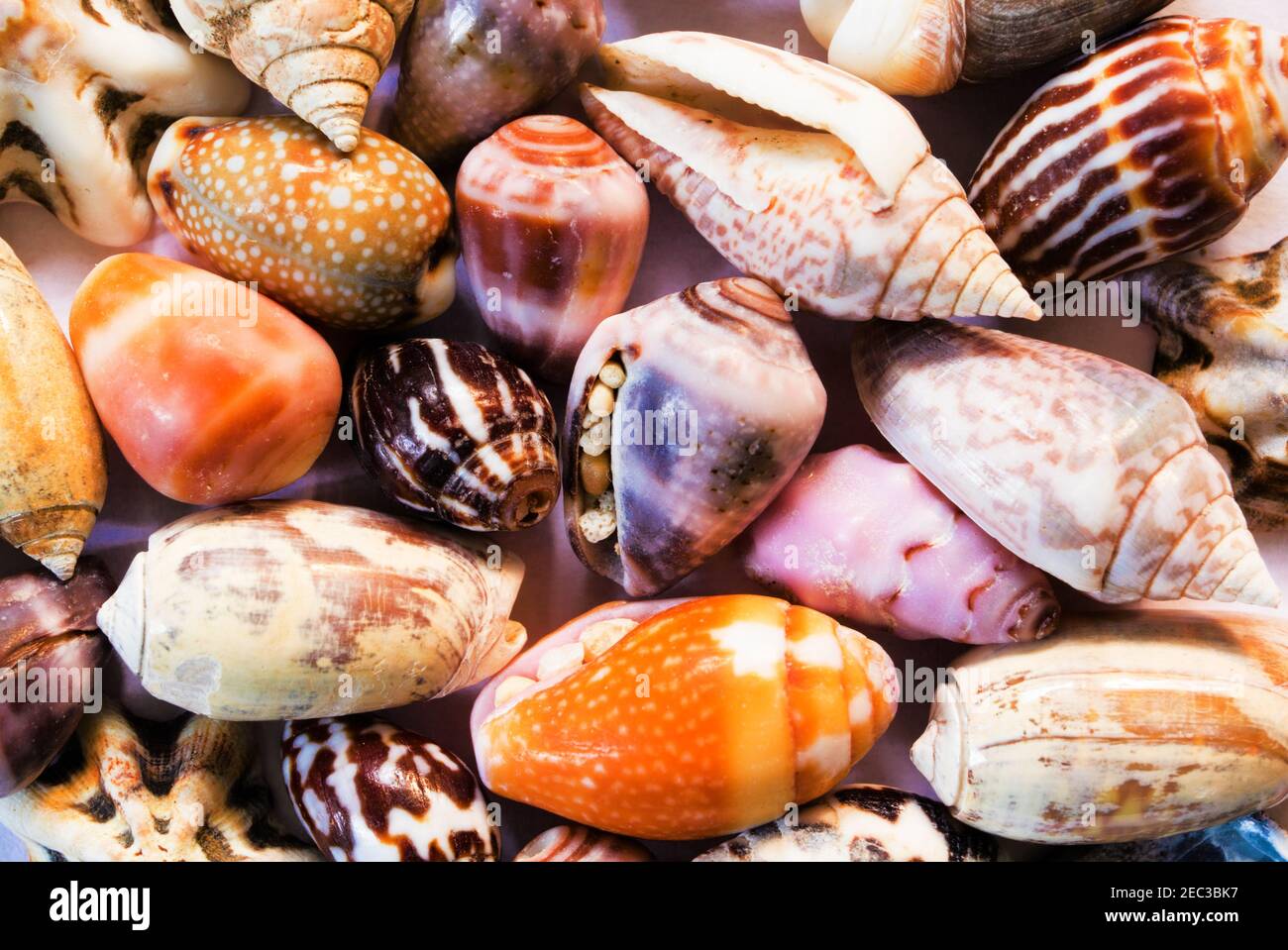 Mehrfarbige Muscheln Hintergrund. Kleine Muscheln aus der Nähe. Sea Shell Banner-Vorlage. Entdeckung der tropischen Insel am Meer. Exotische Insel Strand Textur. Wa Stockfoto