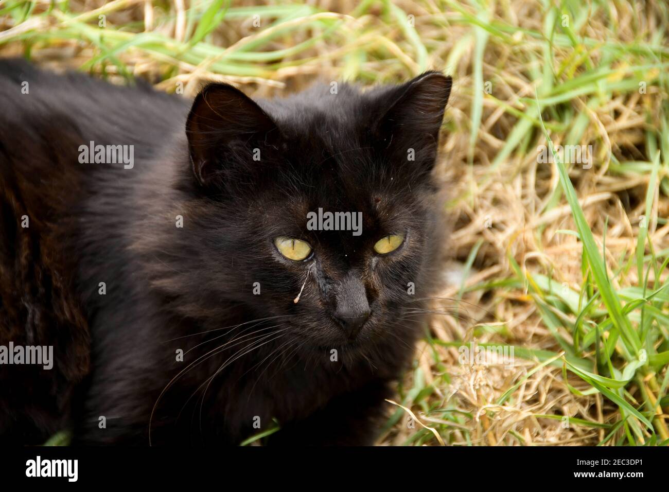 Schwarze Katze zeigt Anzeichen einer Augeninfektion, mit einem Ausfluss aus  dem rechten Auge Stockfotografie - Alamy