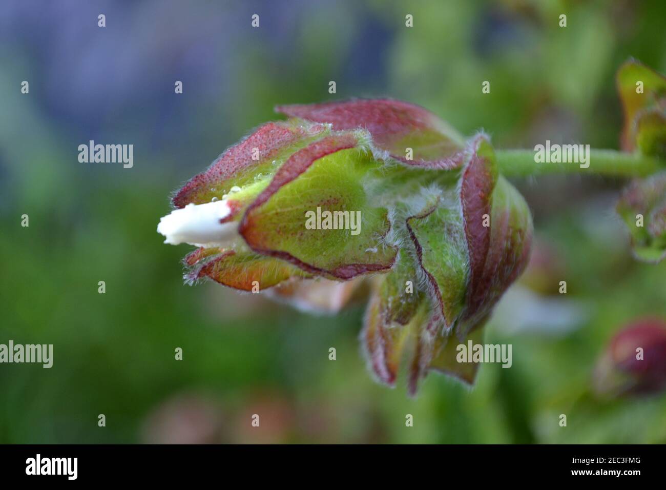 Blumenanbau - Gartenpflanze - Frühling - Neu Life - Yorkshire - UK Stockfoto