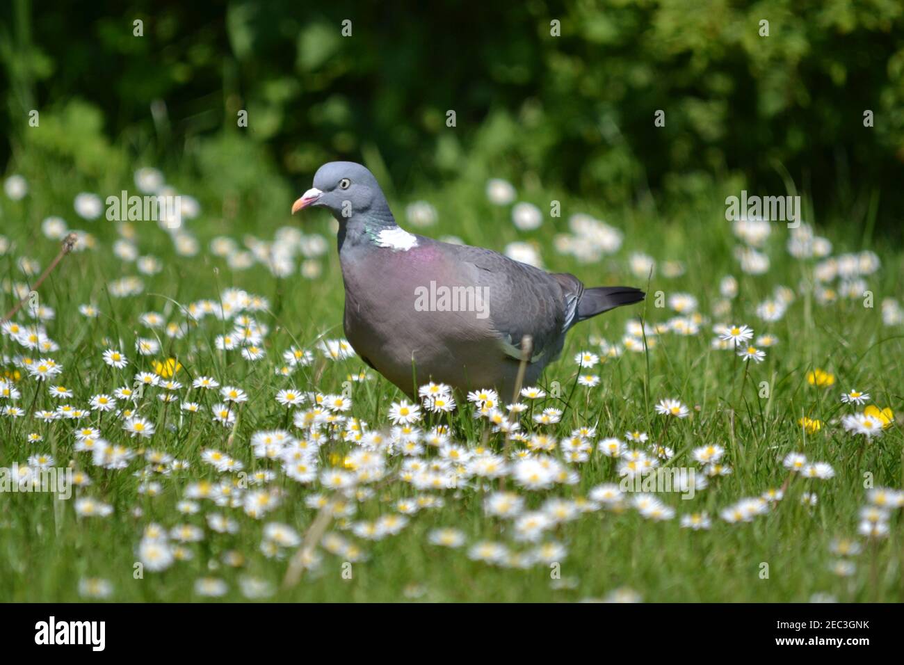 Vogel - Taube Spaziergang durch EINEN Garten unter einigen Gänseblümchen - Asteraceae Familie - Yorkshire - UK Stockfoto