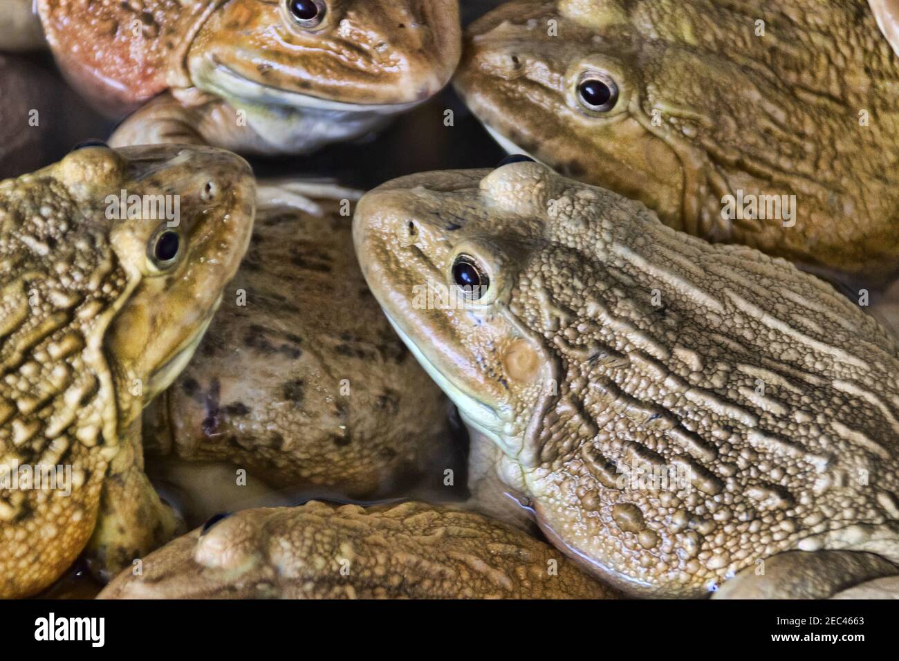 Chinesischer Bullfrog (Hoplobachus rugulosus) - Diese Frösche werden in Südostasien künstlich für die Nahrung gezüchtet. Thailändischer Markt. So genannte Feuchtmärkte Stockfoto